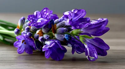 Fresh Purple Lavender Sprigs With Water Droplets