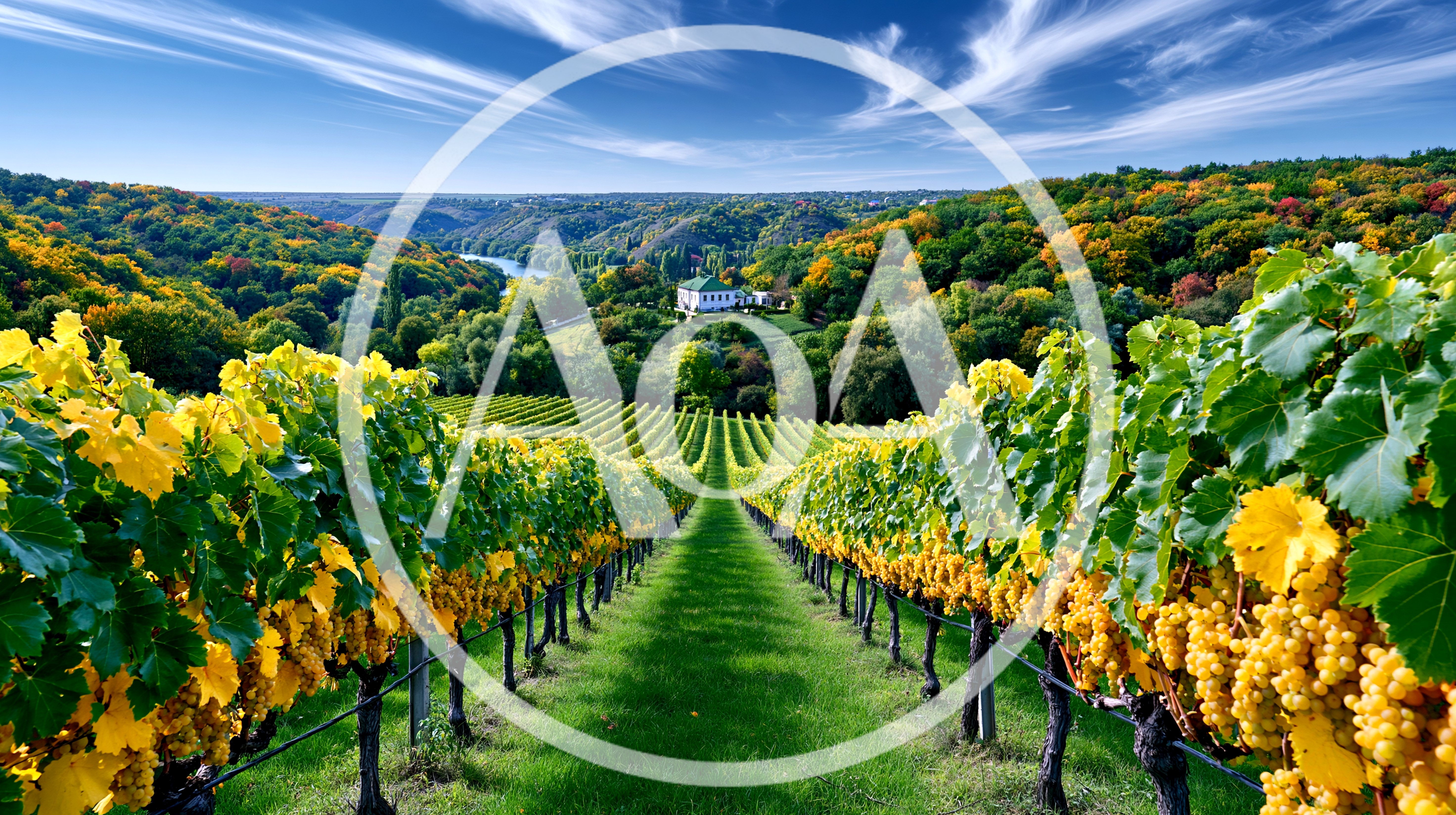 Vineyard Rows With Golden Grapes In Autumn