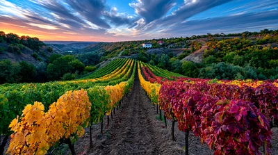 Vibrant Autumn Vineyard Landscape At Sunset