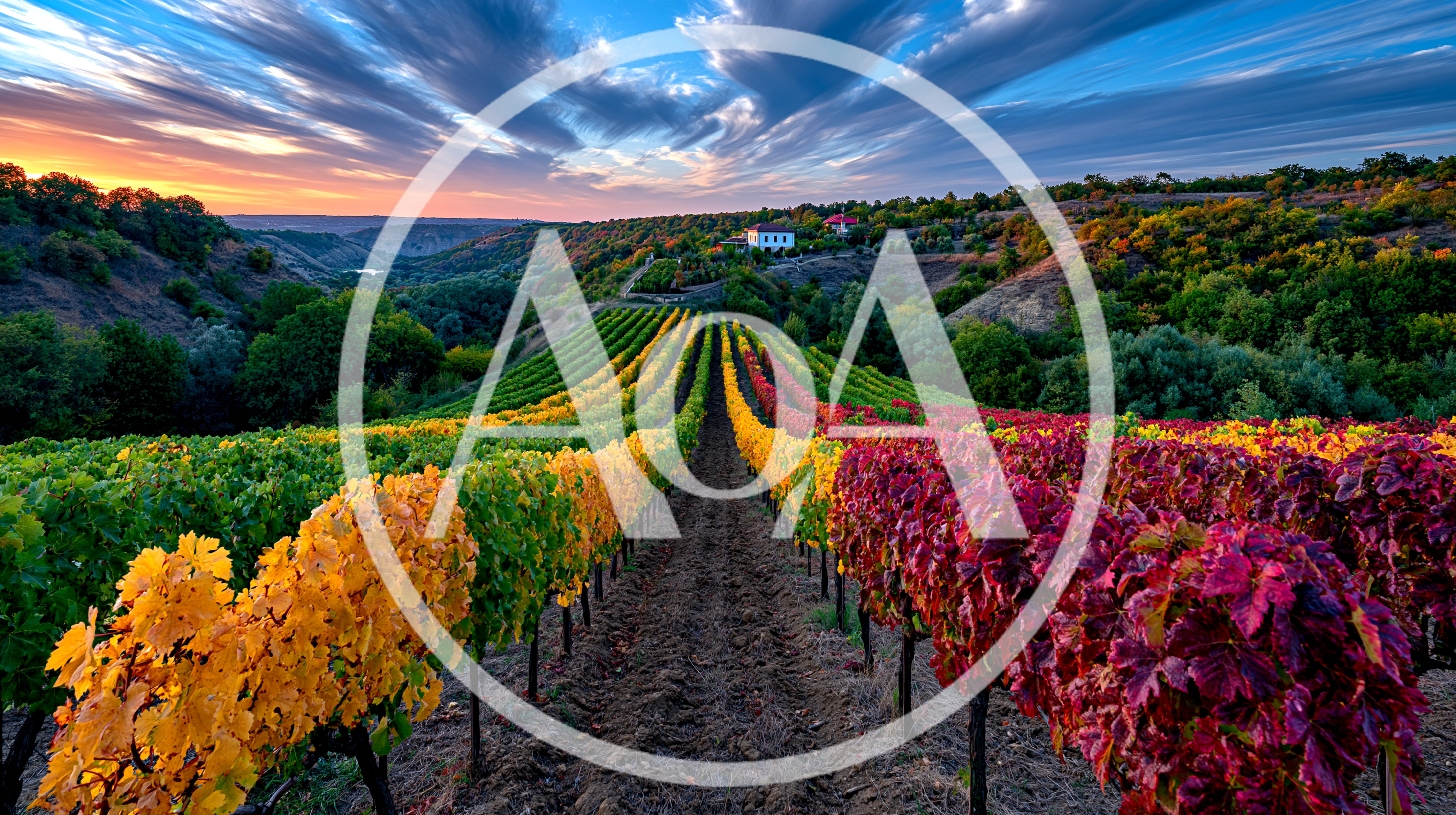 Vibrant Autumn Vineyard Landscape At Sunset