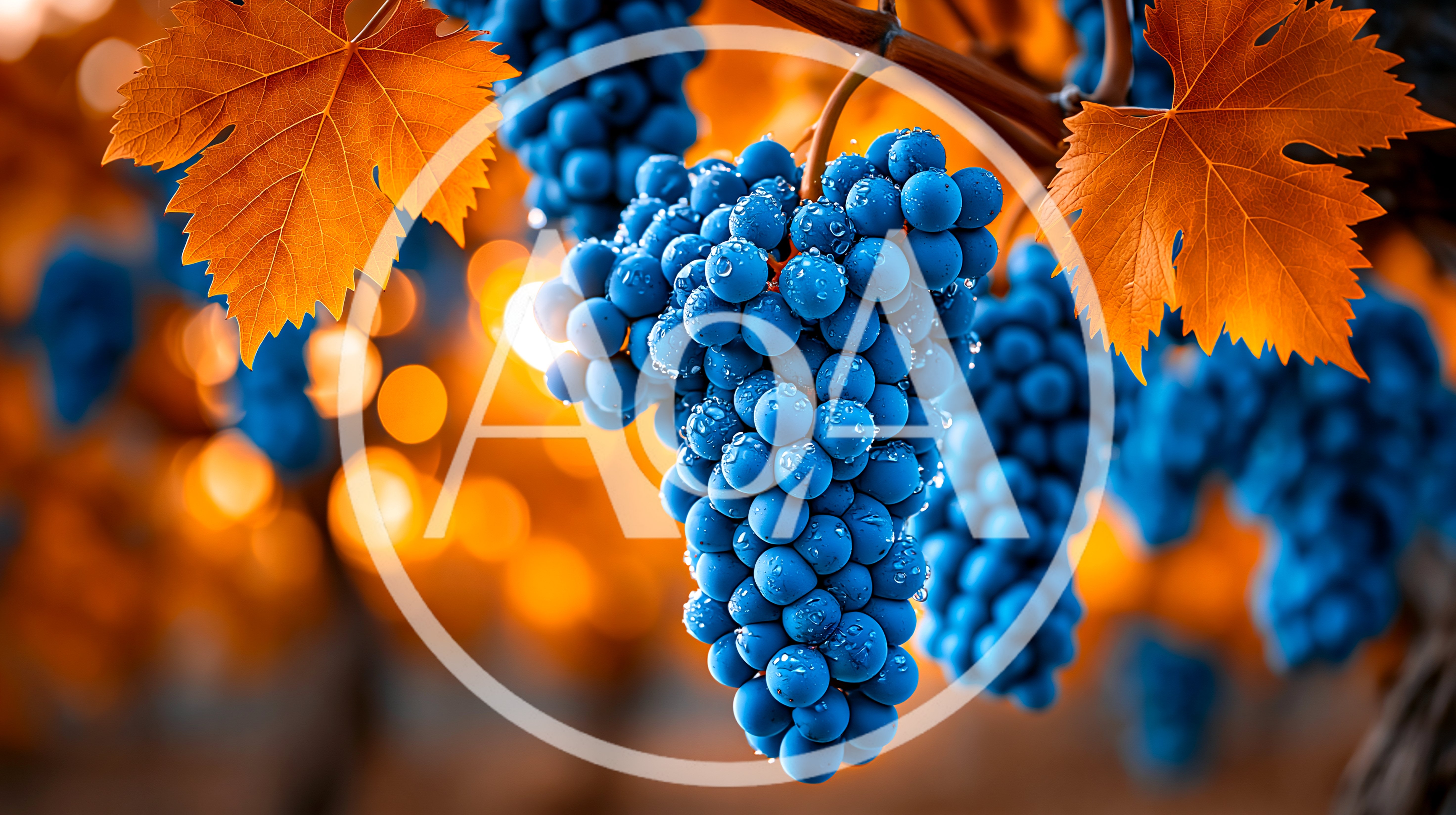 Vibrant Blue Grapes Hanging On A Vine