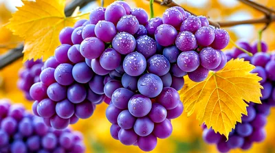 Fresh Purple Grapes Hanging On Vine