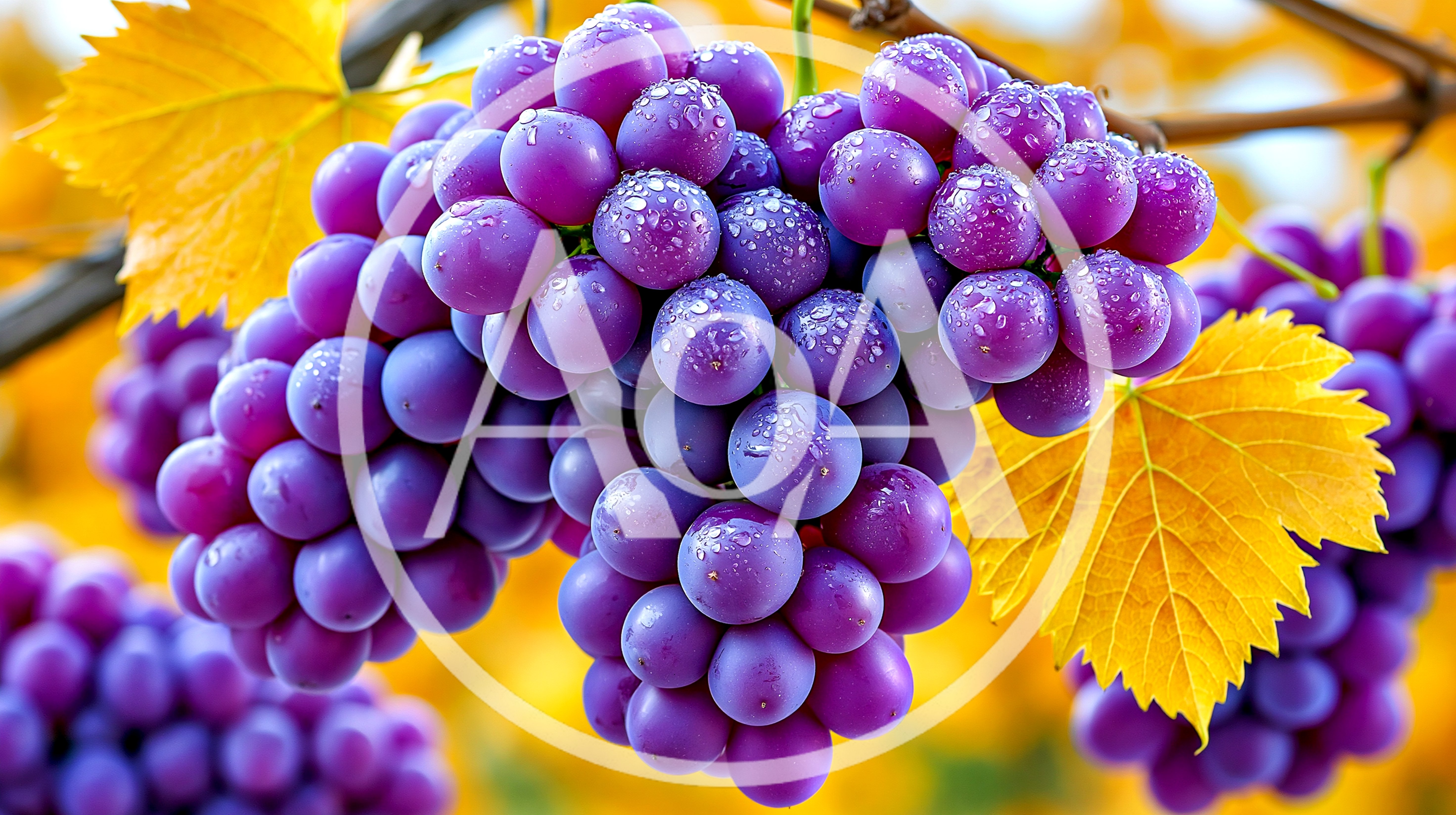 Fresh Purple Grapes Hanging On Vine
