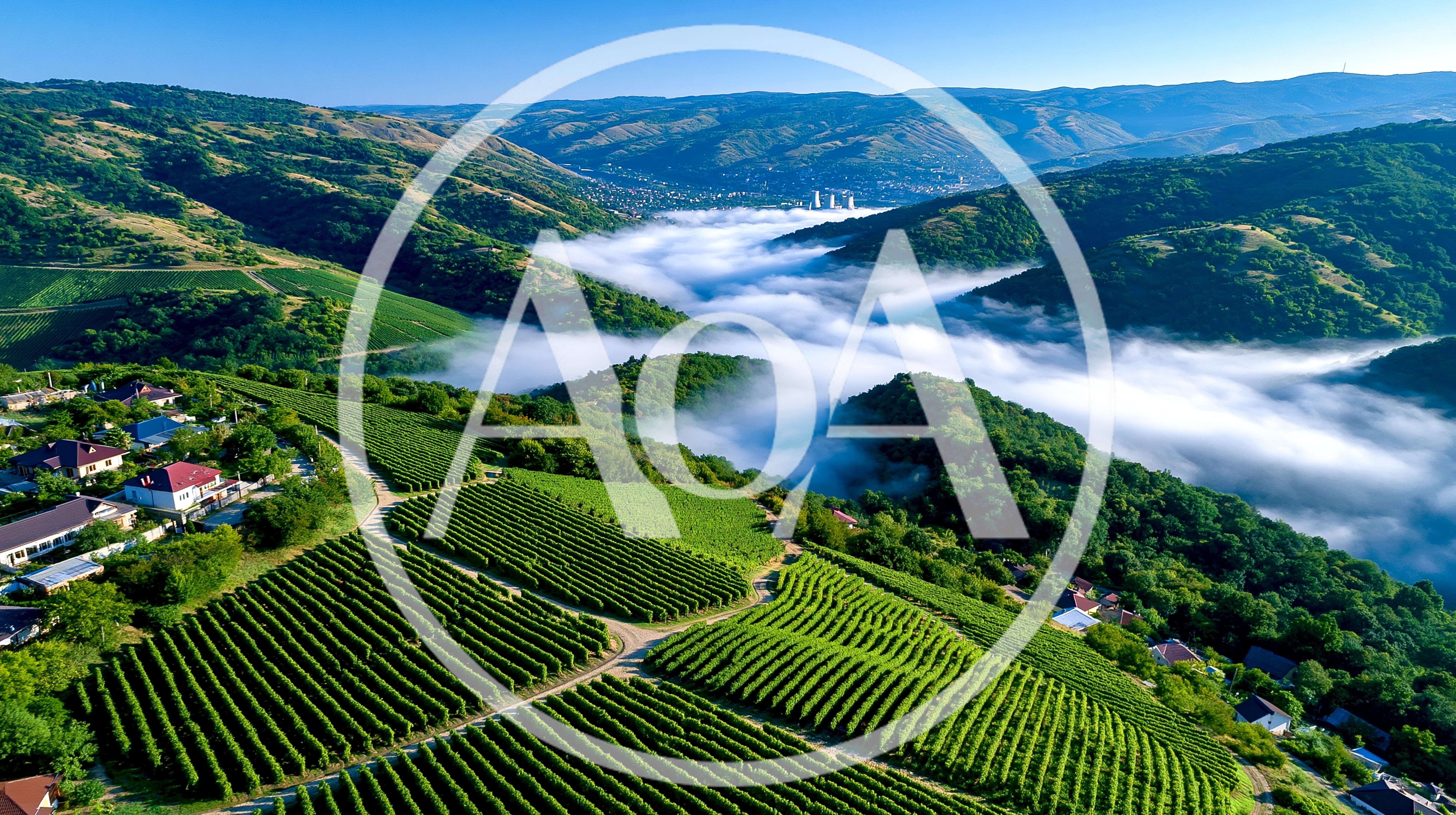 Aerial View Of Lush Vineyards In A Mountain Valley