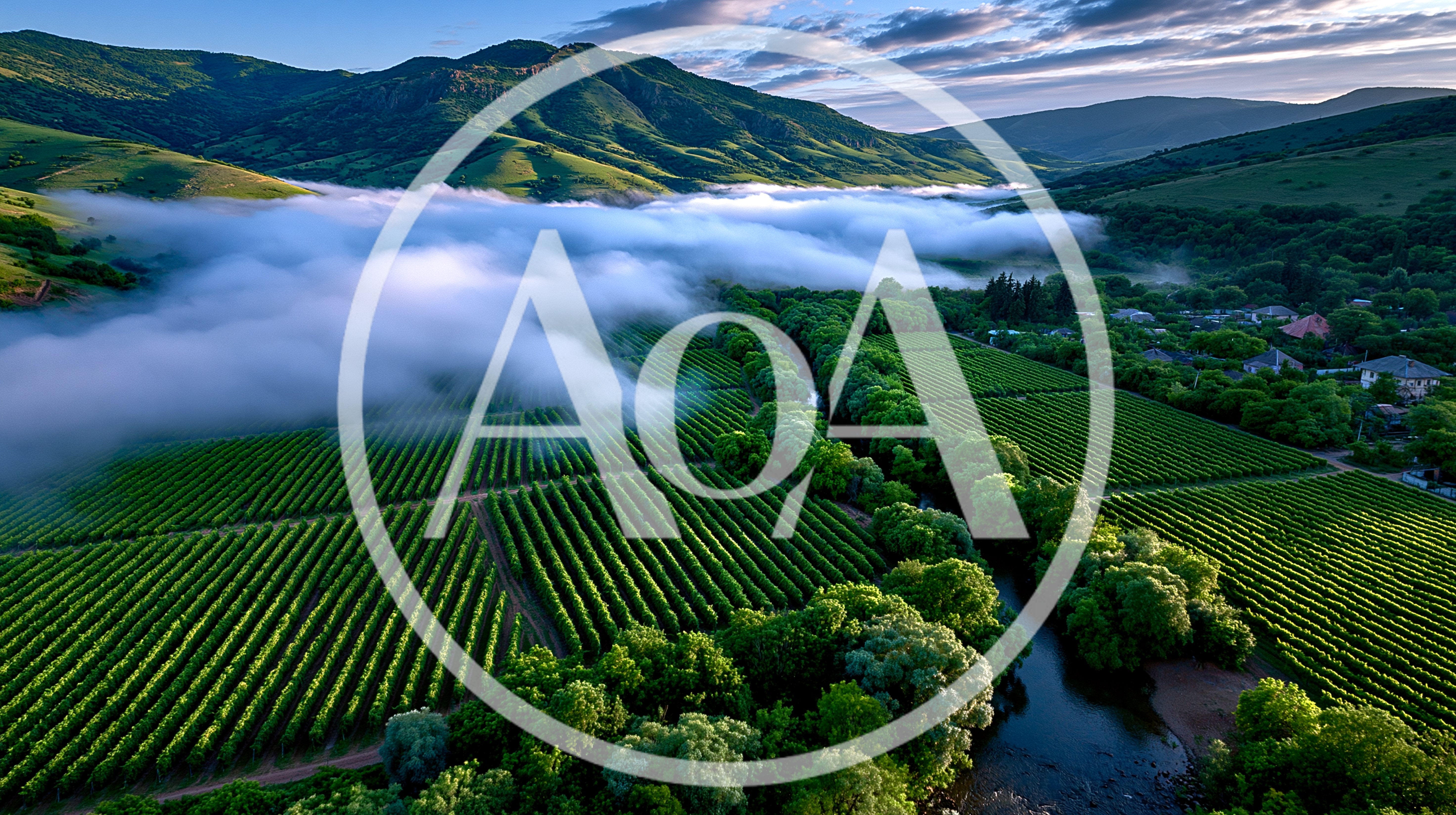Aerial View Of Lush Vineyards And River Valley