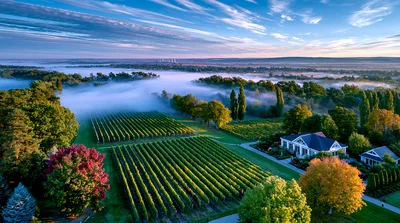 Aerial View Of A Vineyard Estate At Sunrise
