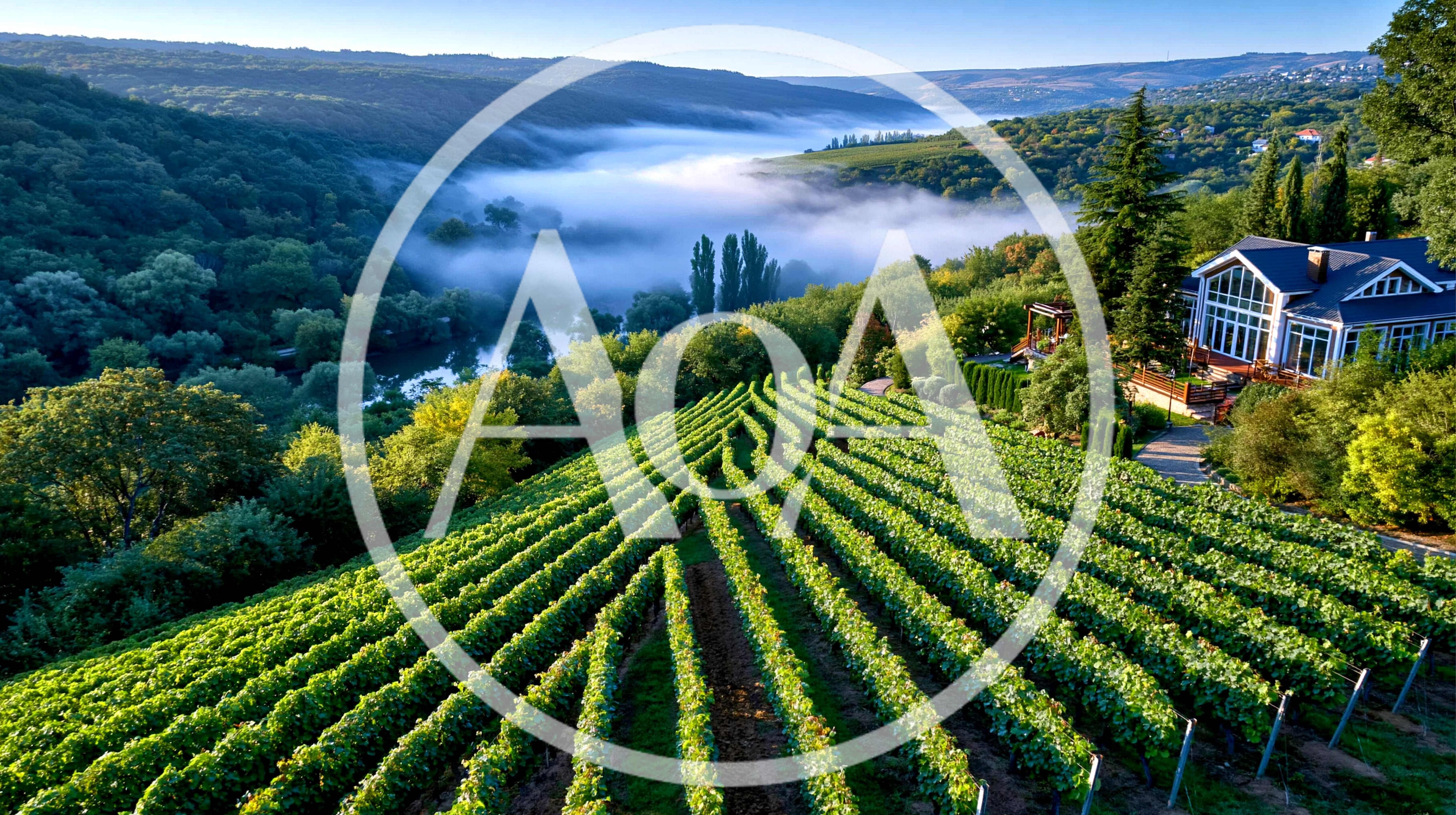 Aerial View Of A Lush Vineyard Overlooking A Misty Valley