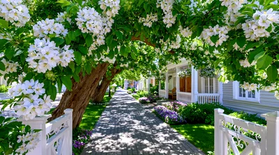 Flowering Trees Overhanging A Sunny Residential Sidewalk
