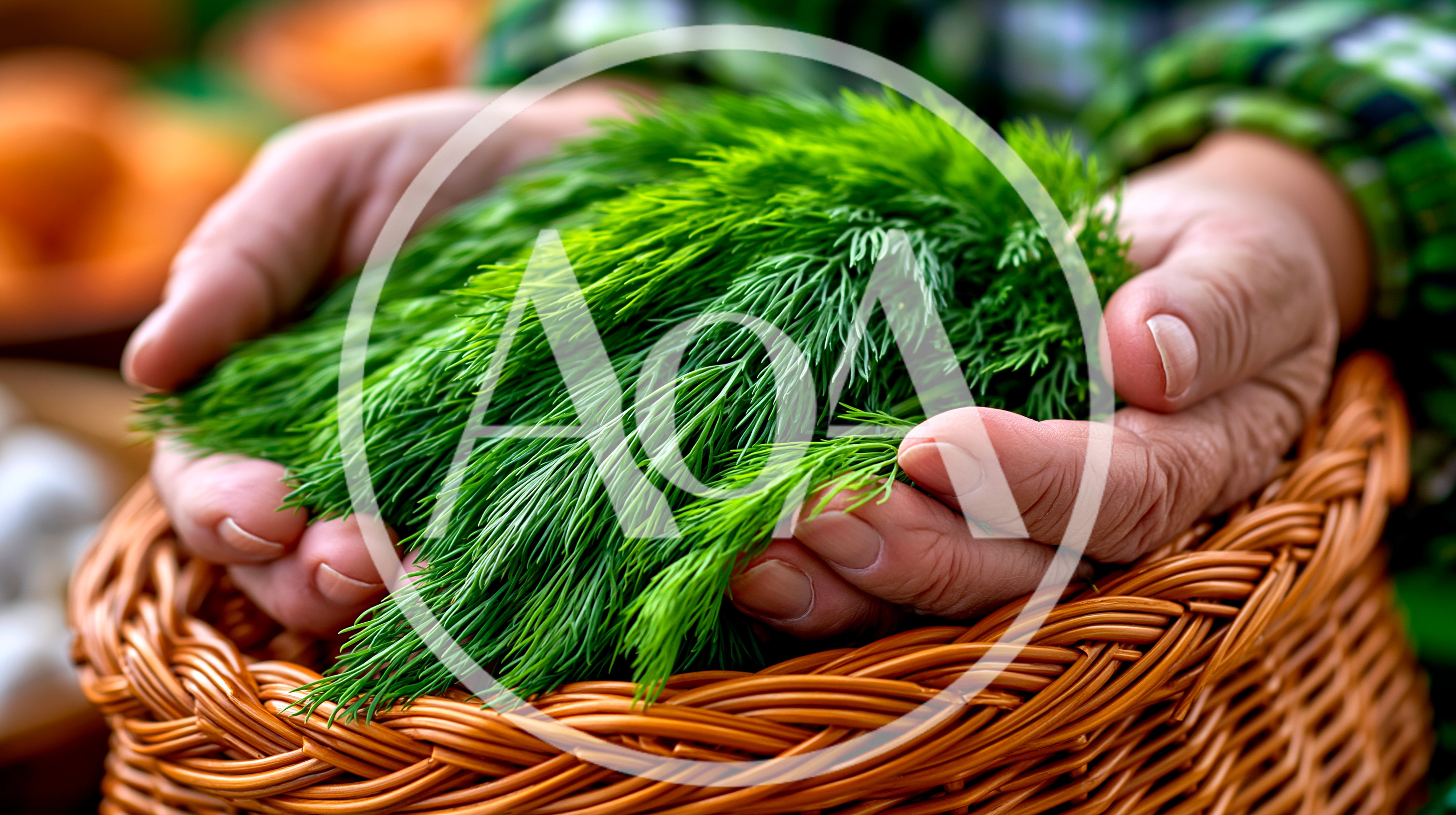 Hands Holding Fresh Green Dill In A Wicker Basket