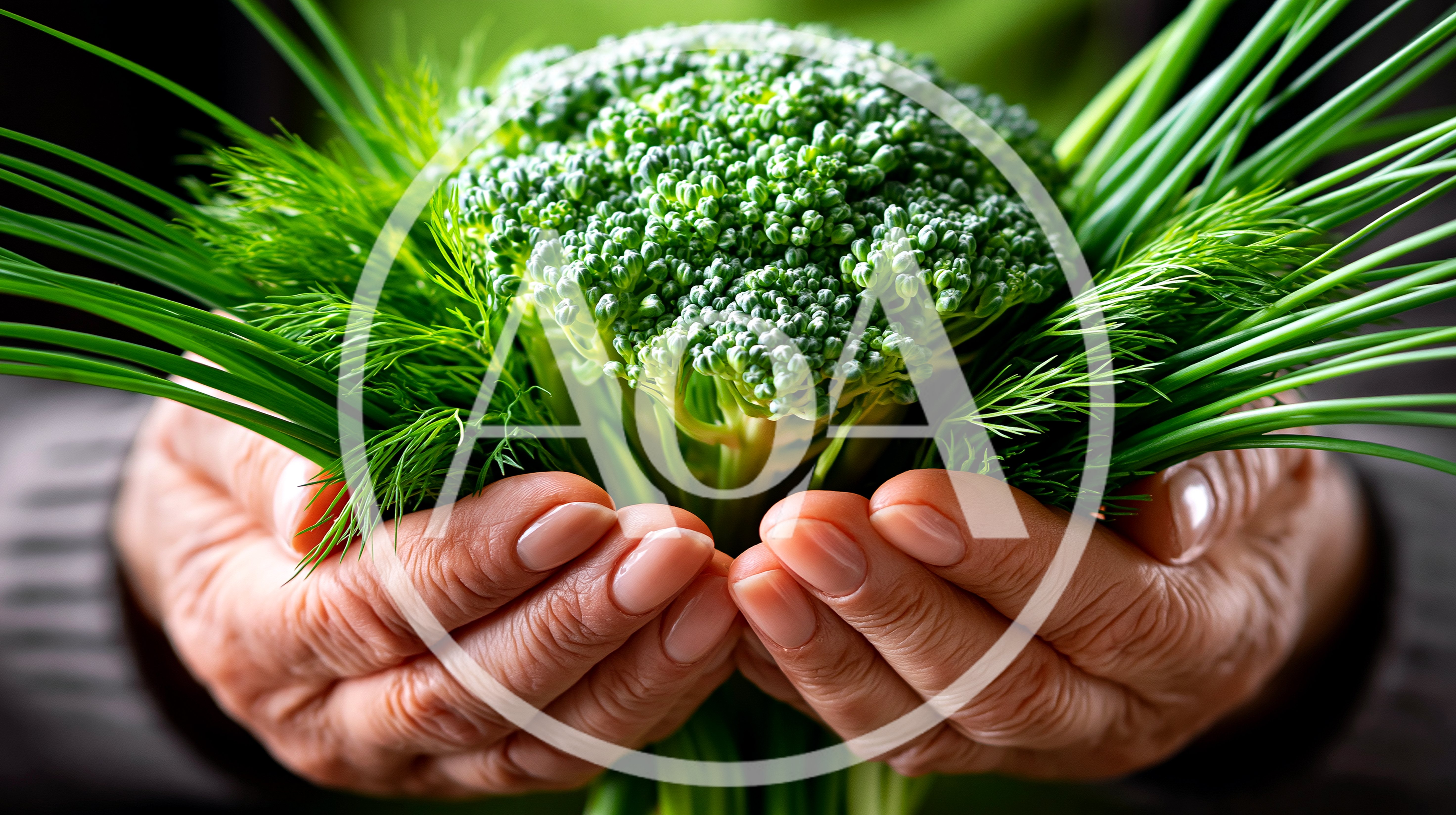 Elderly Hands Holding Fresh Broccoli And Herbs