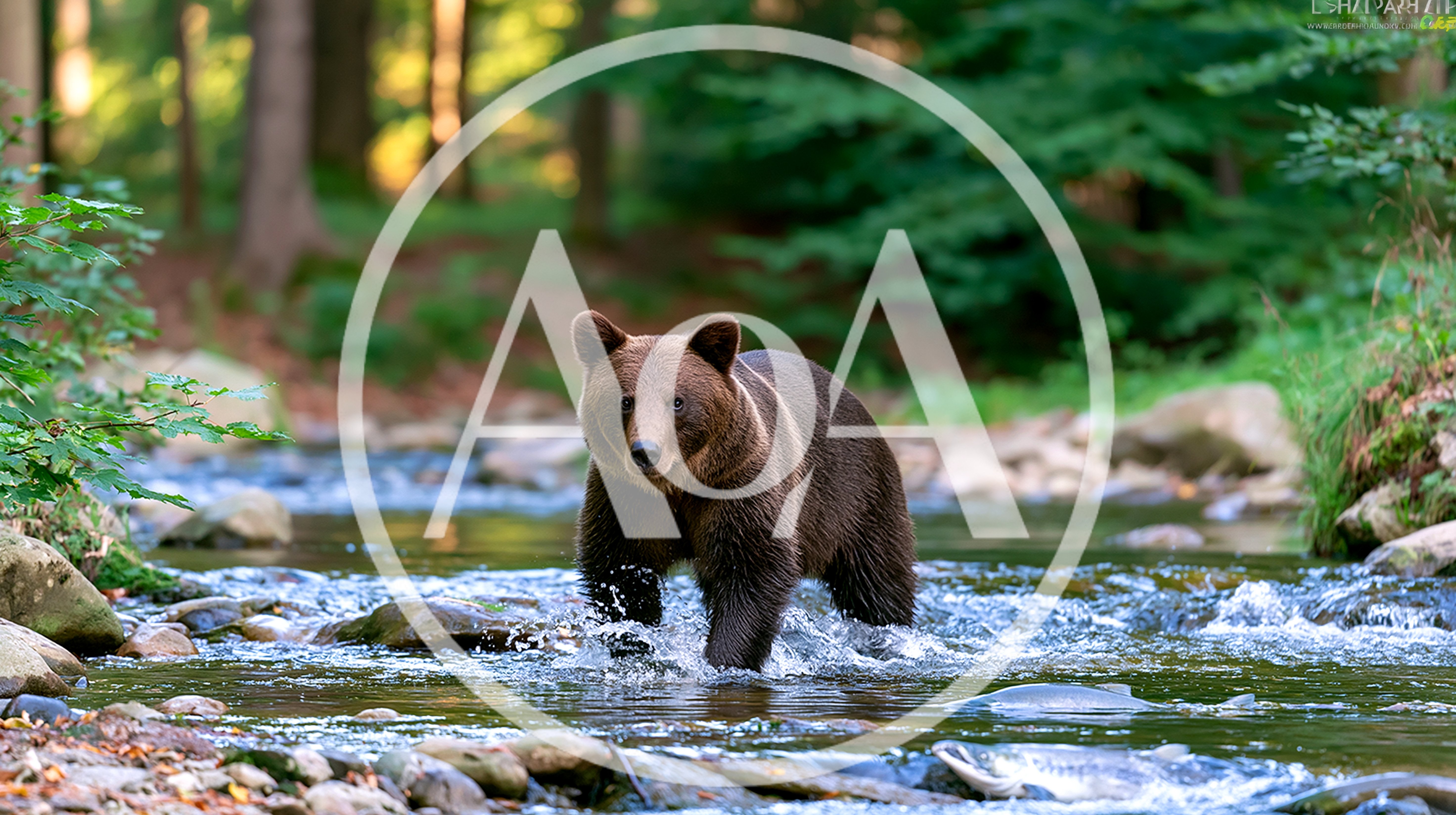 Brown Bear Walking Through A Shallow Forest Stream