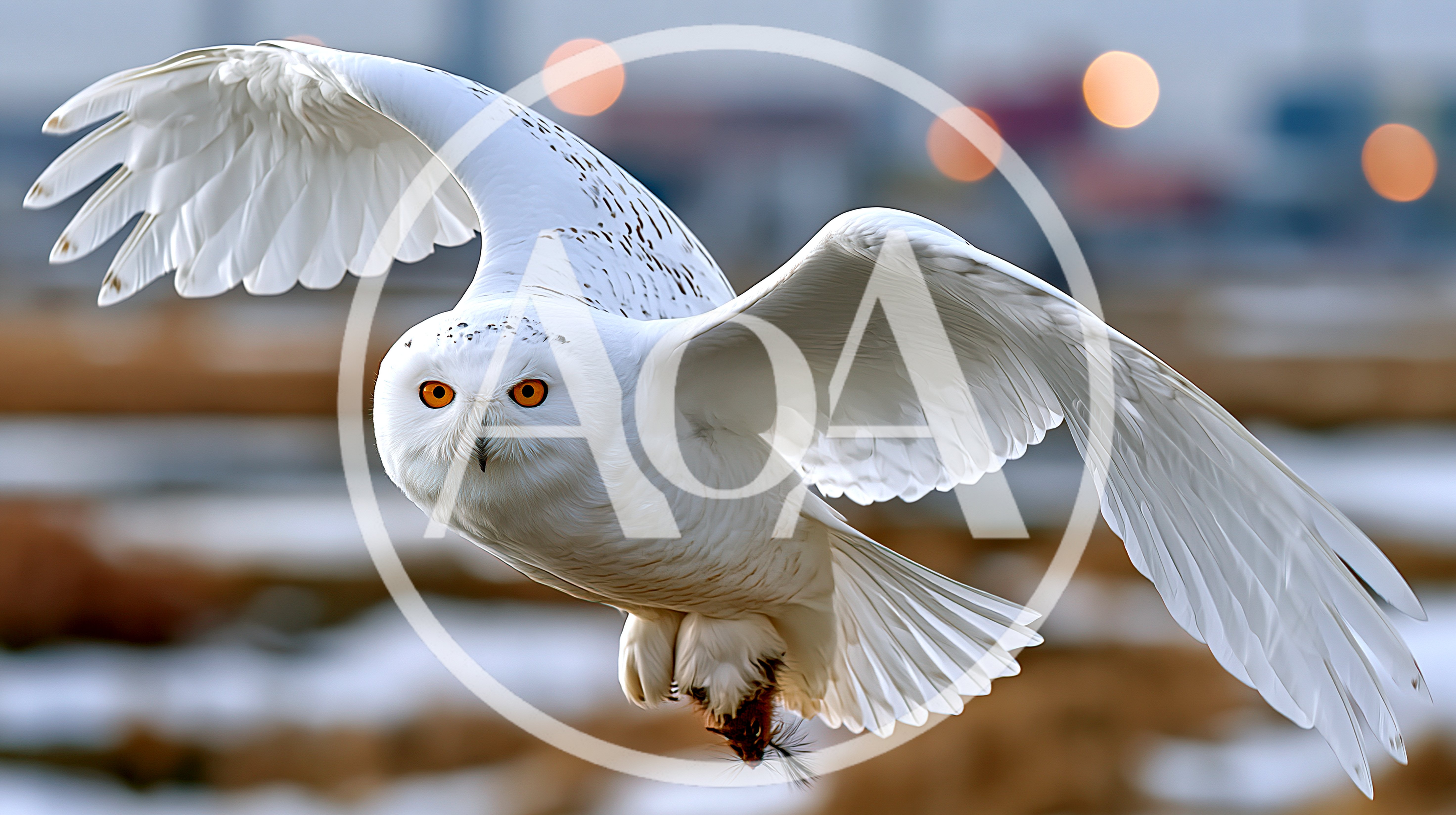 Snowy Owl Flying With Prey In Its Talons