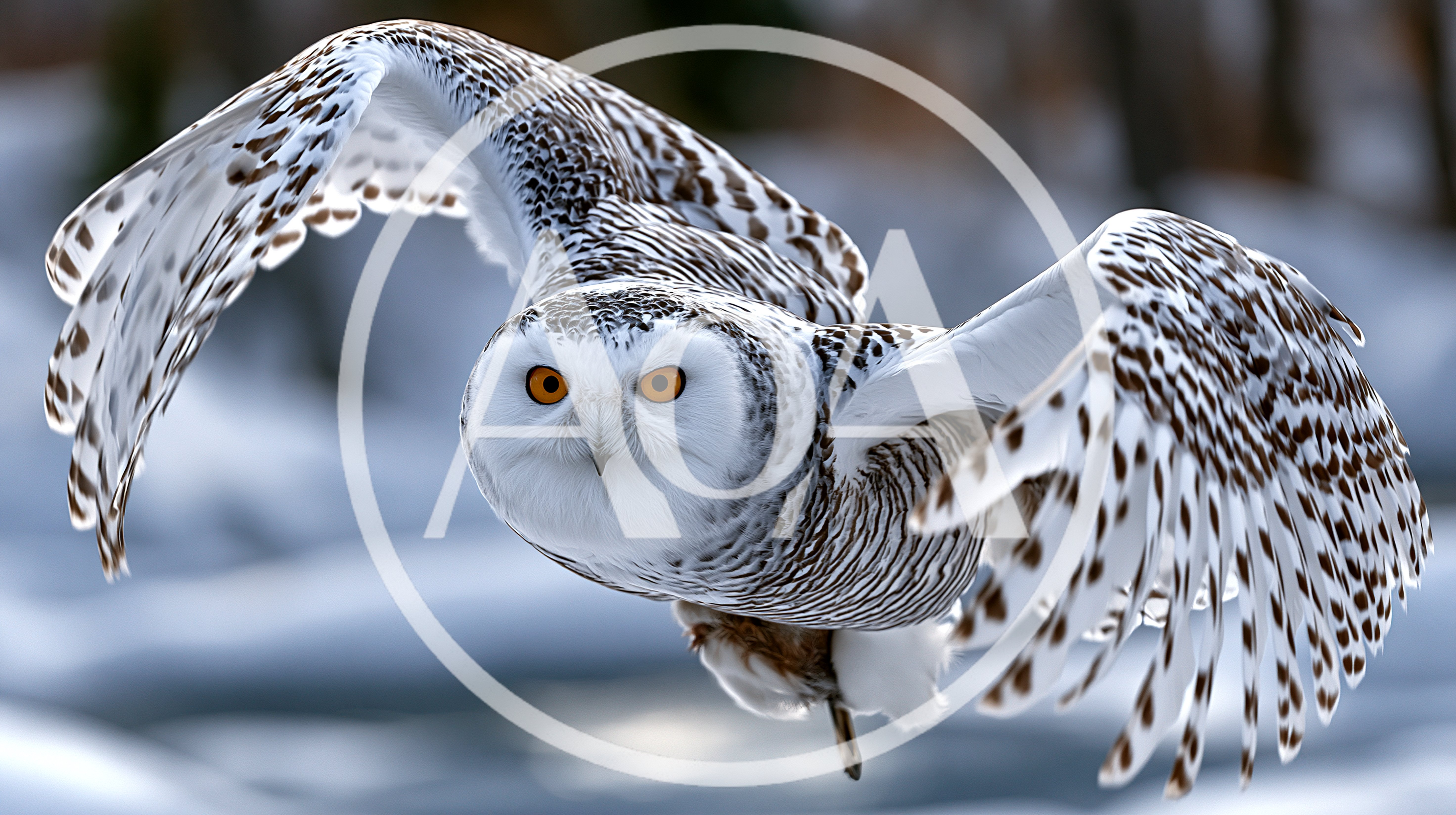 Snowy Owl Flying With Wings Spread Wide
