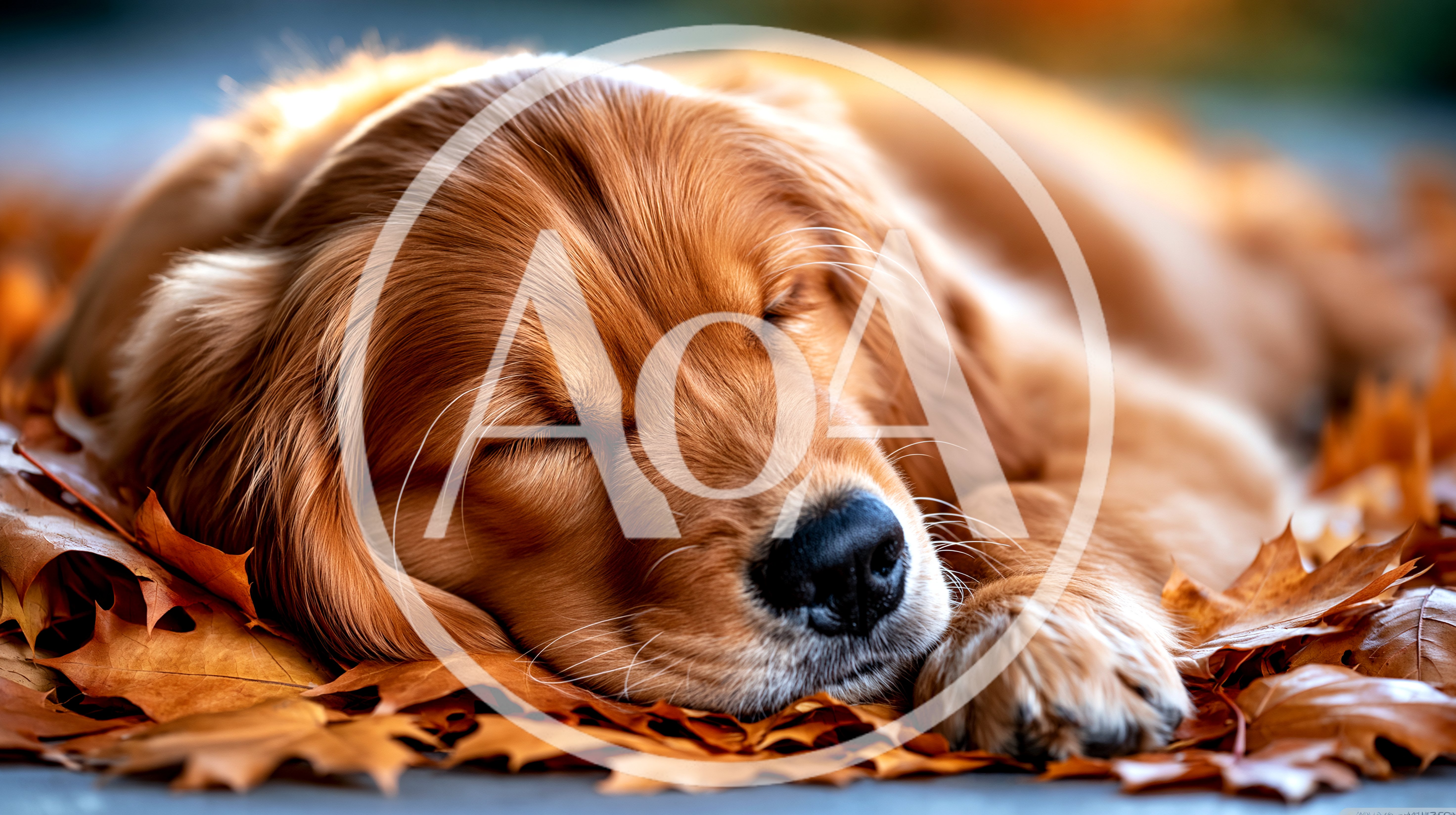 Golden Retriever Sleeping Peacefully On Autumn Leaves