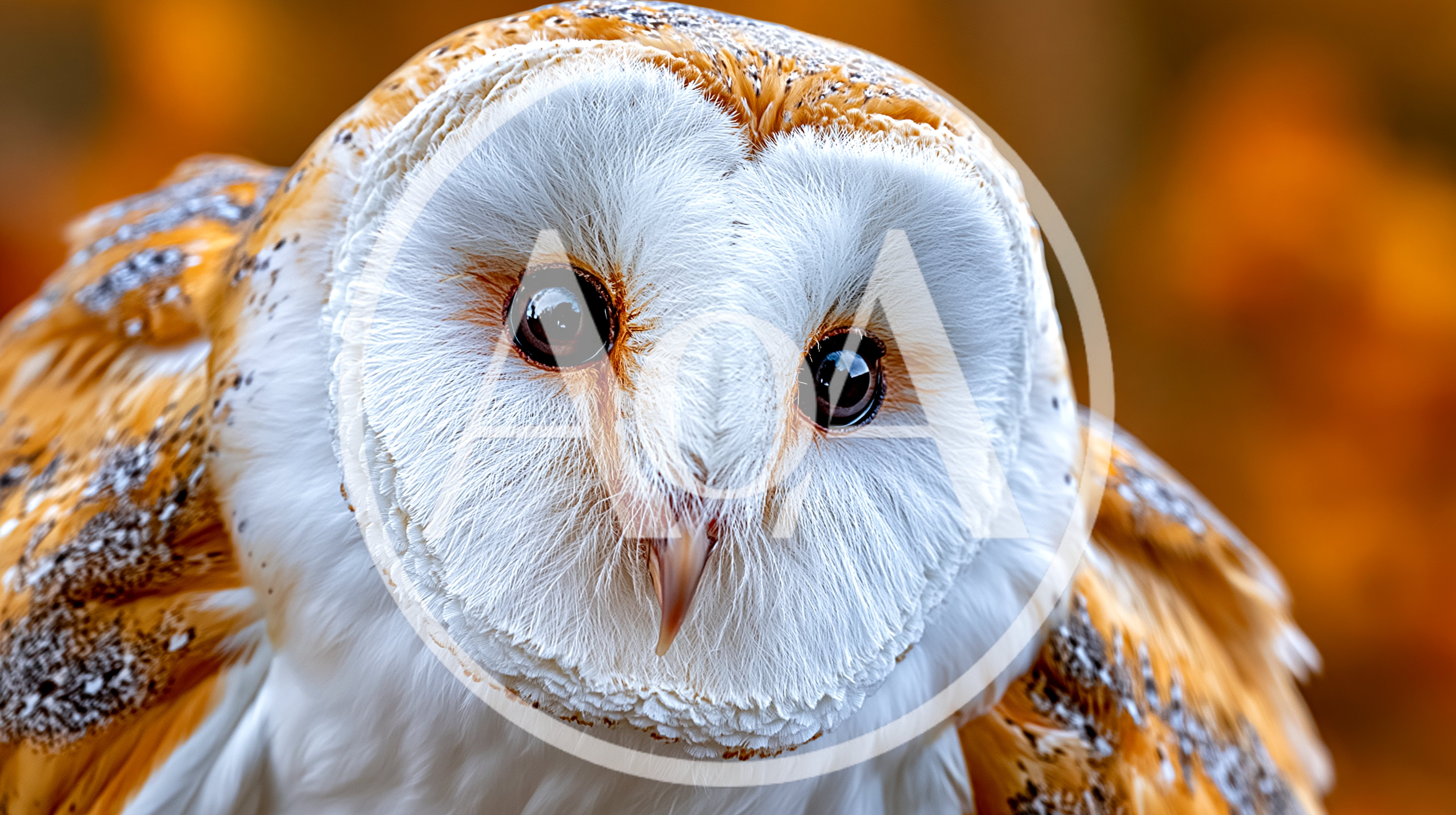 Close Up Portrait Of A Barn Owl