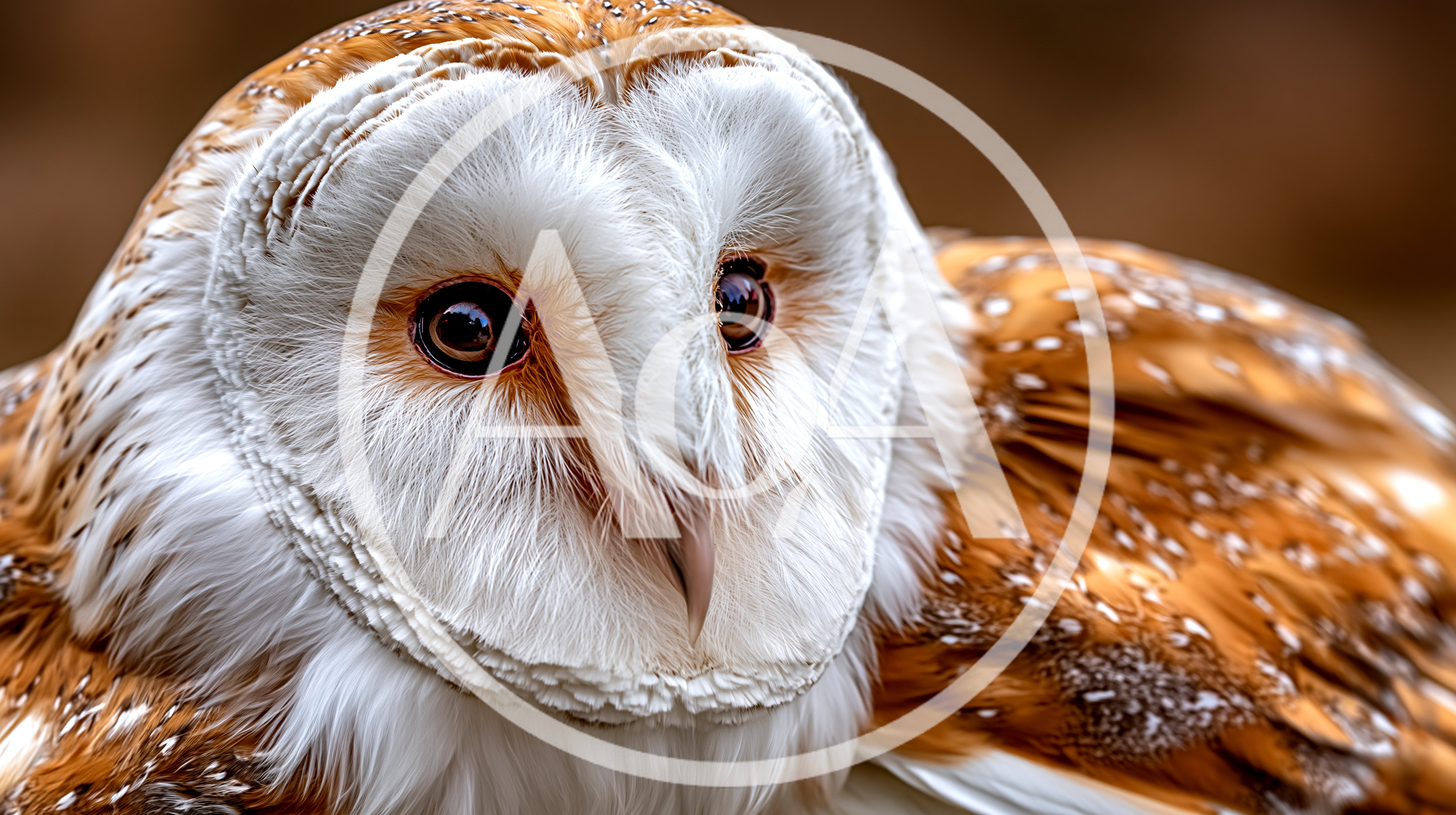 Close Up Portrait Of A Barn Owl
