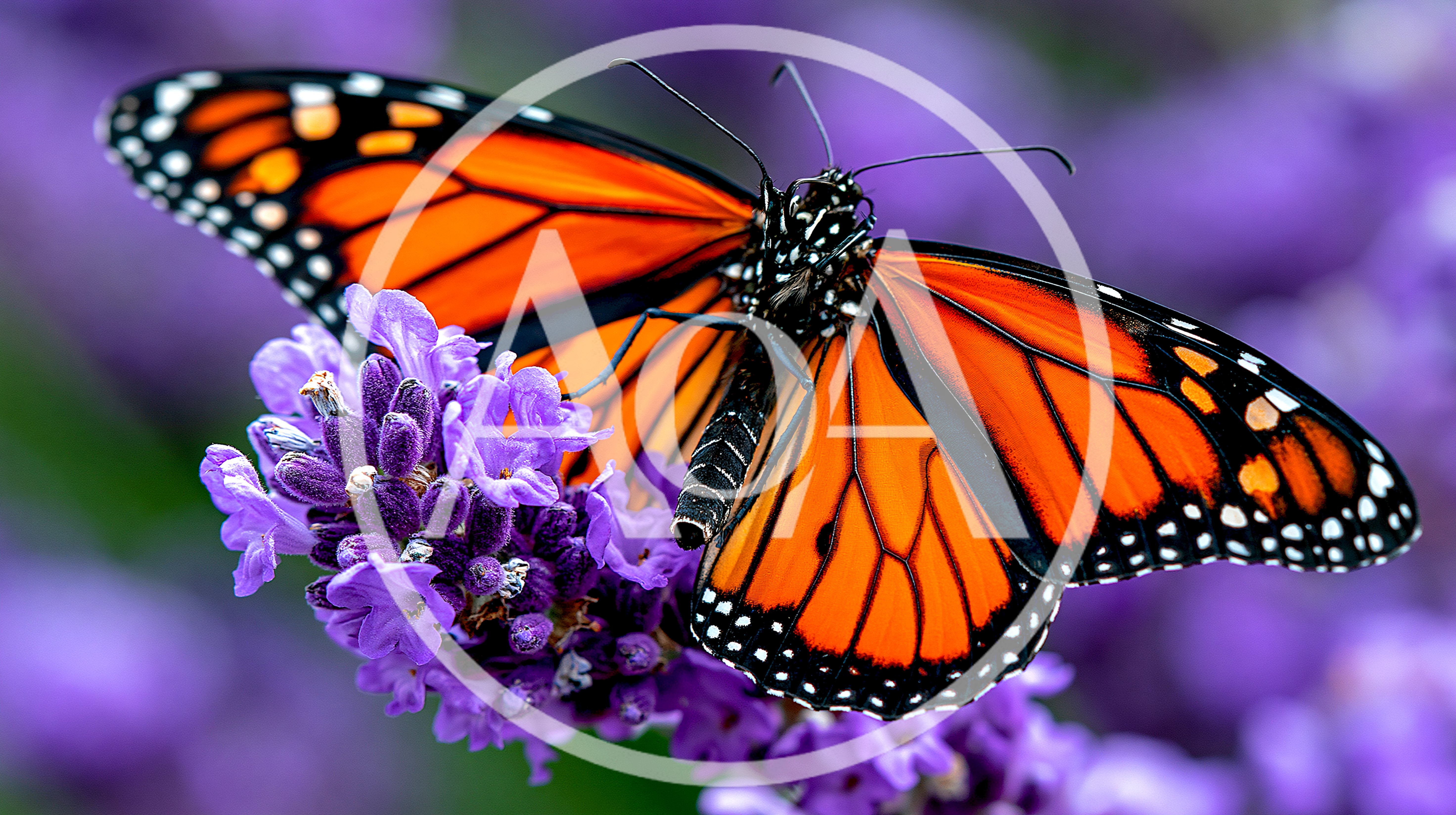 Monarch Butterfly Resting On Purple Lavender Flowers