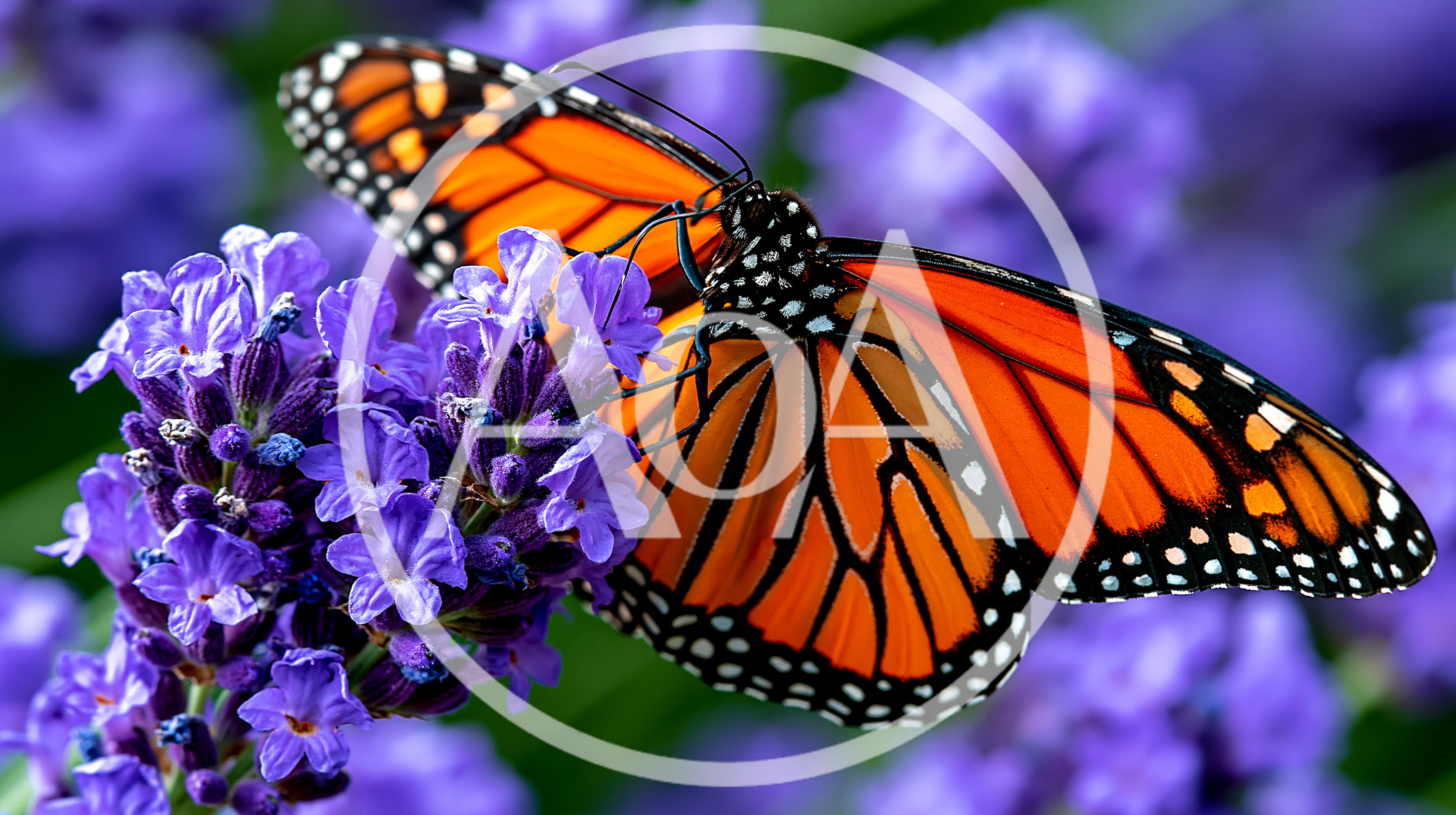 Monarch Butterfly Resting On Vibrant Purple Lavender Flowers