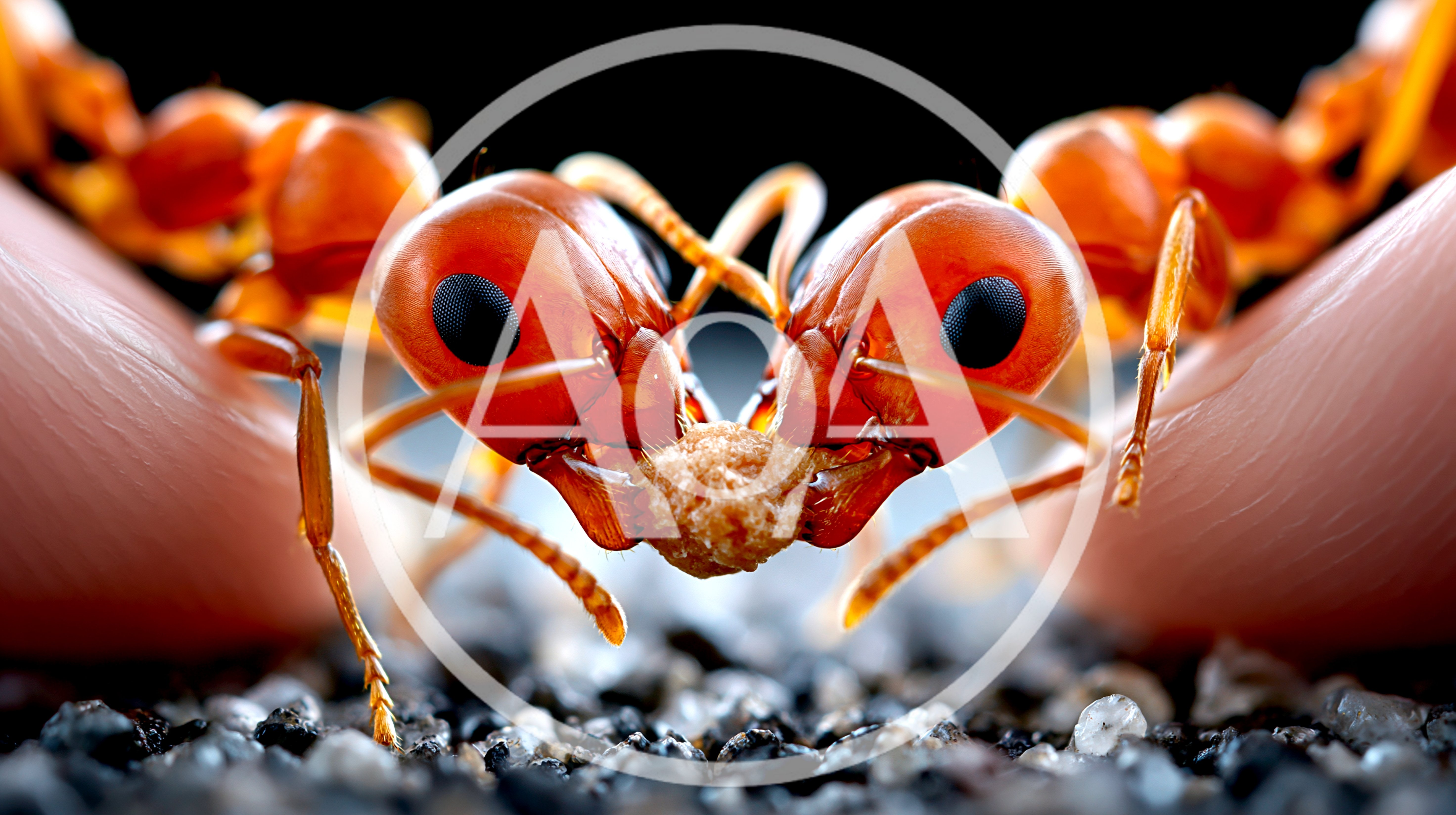 Two Red Ants Holding A Food Particle