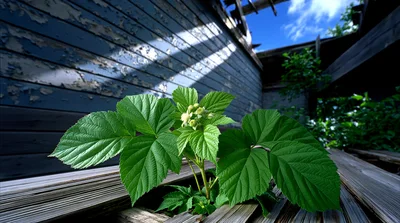 Green Raspberry Plant Growing Through Abandoned Building Floor