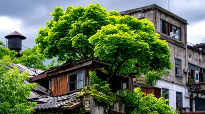 Overgrown Abandoned Building With Tree Growing Through Roof