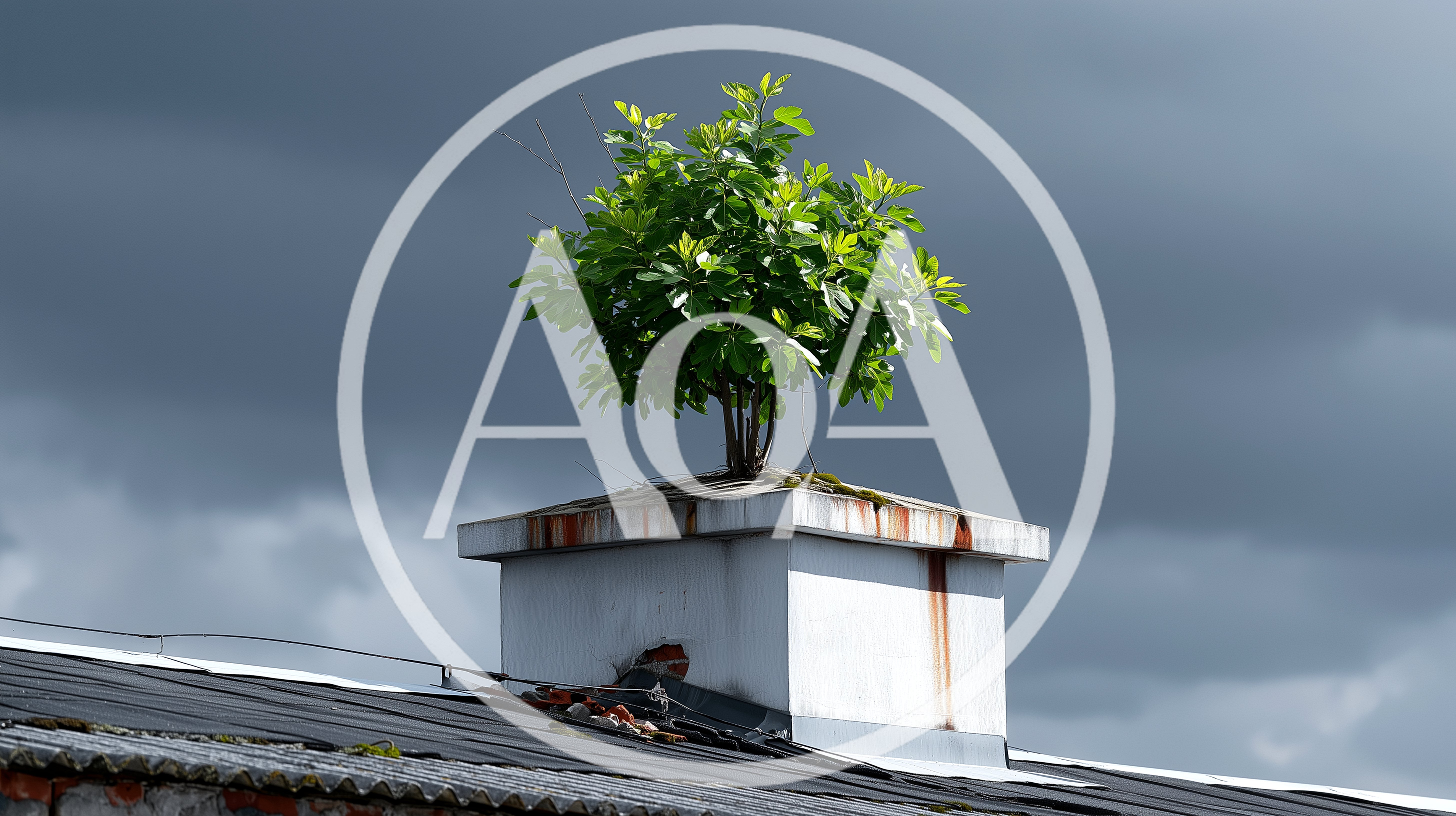 Small Tree Growing Out Of A Chimney
