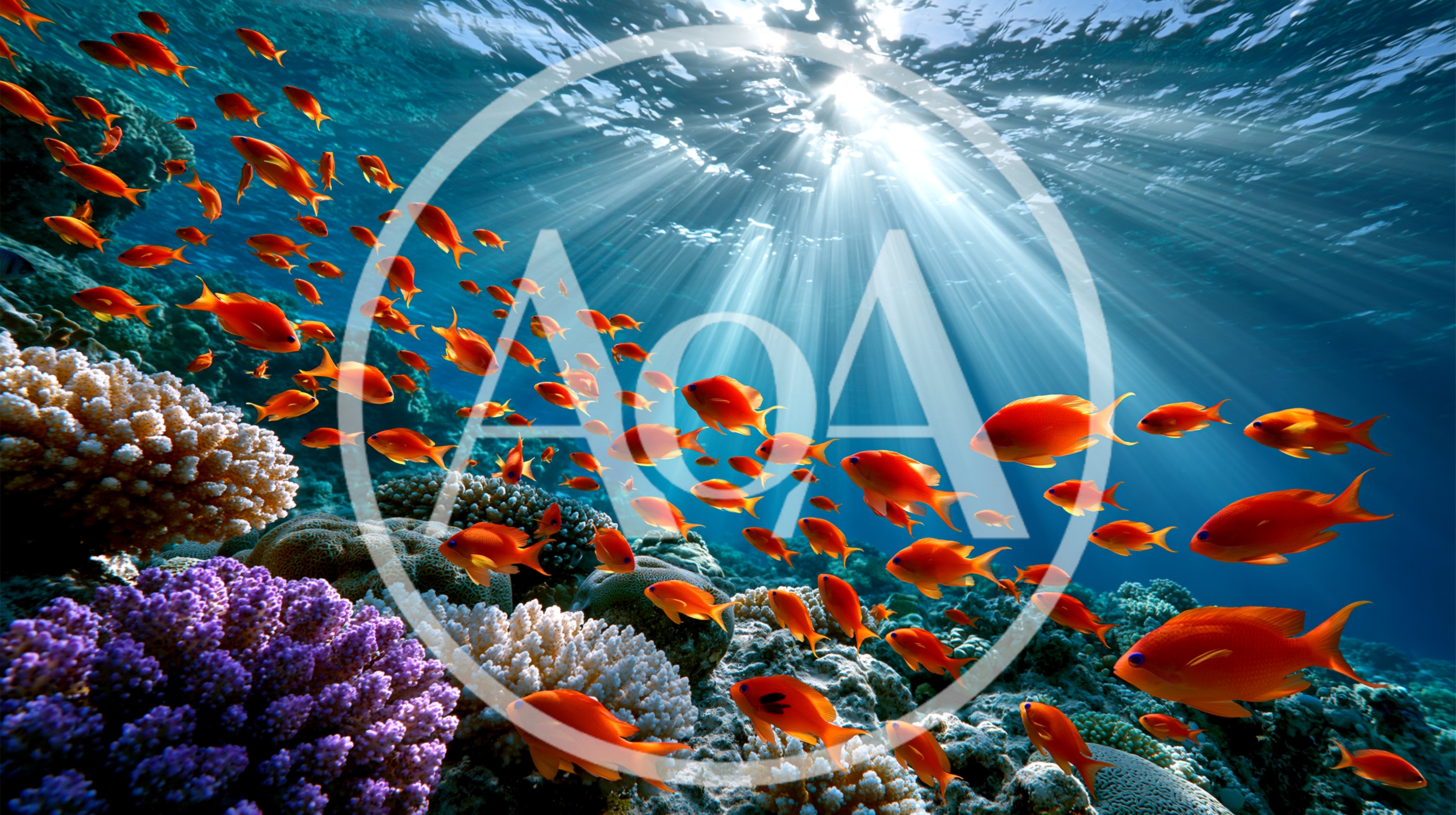 School Of Orange Anthias Fish Swimming Over Coral Reef