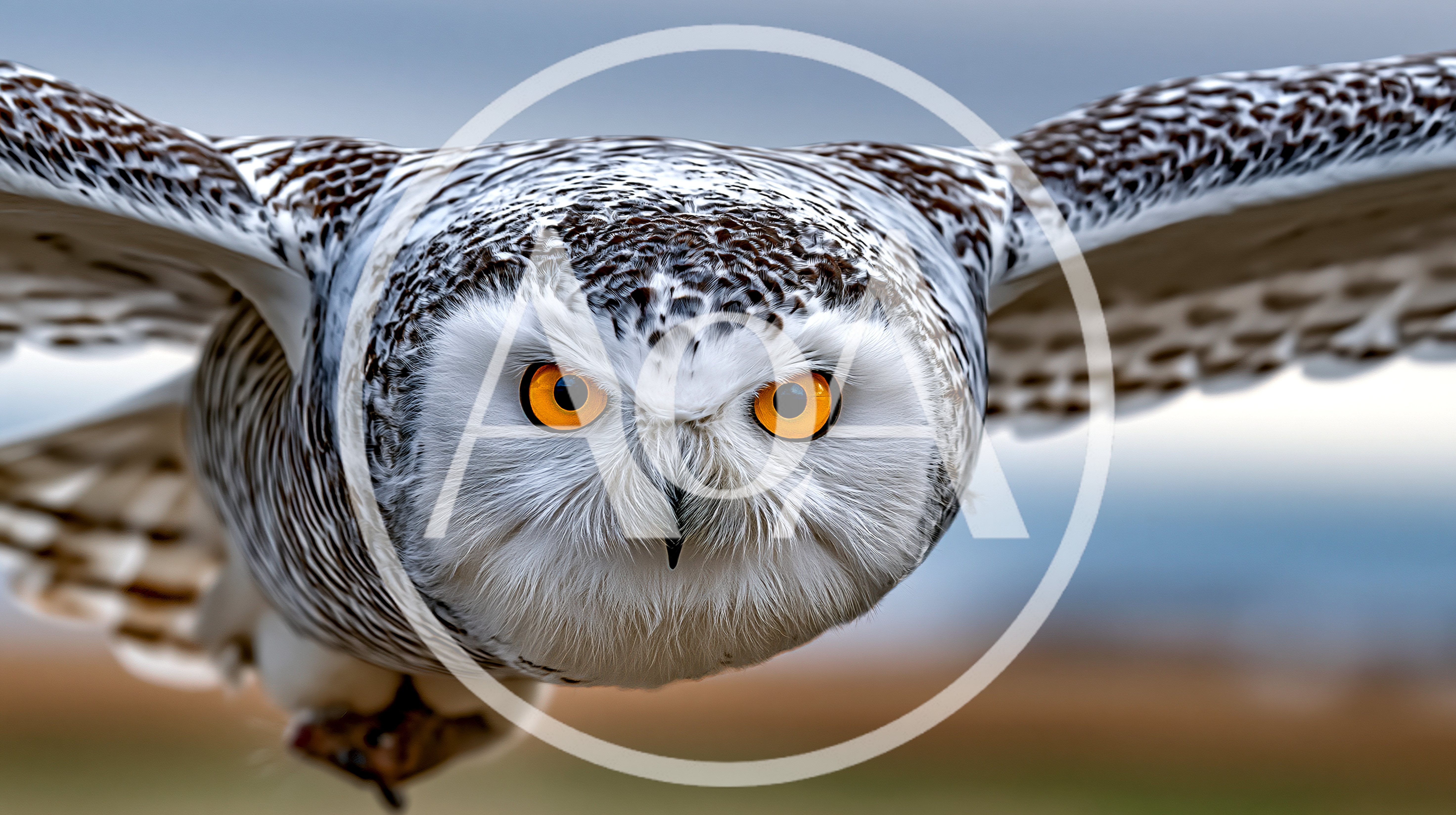 Snowy Owl Flying In Mid Air