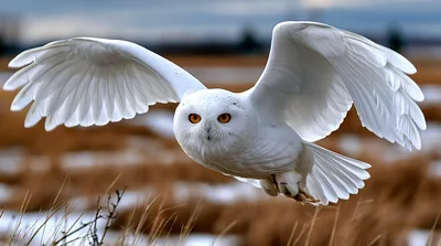 Snowy Owl Flying Over A Frozen Field