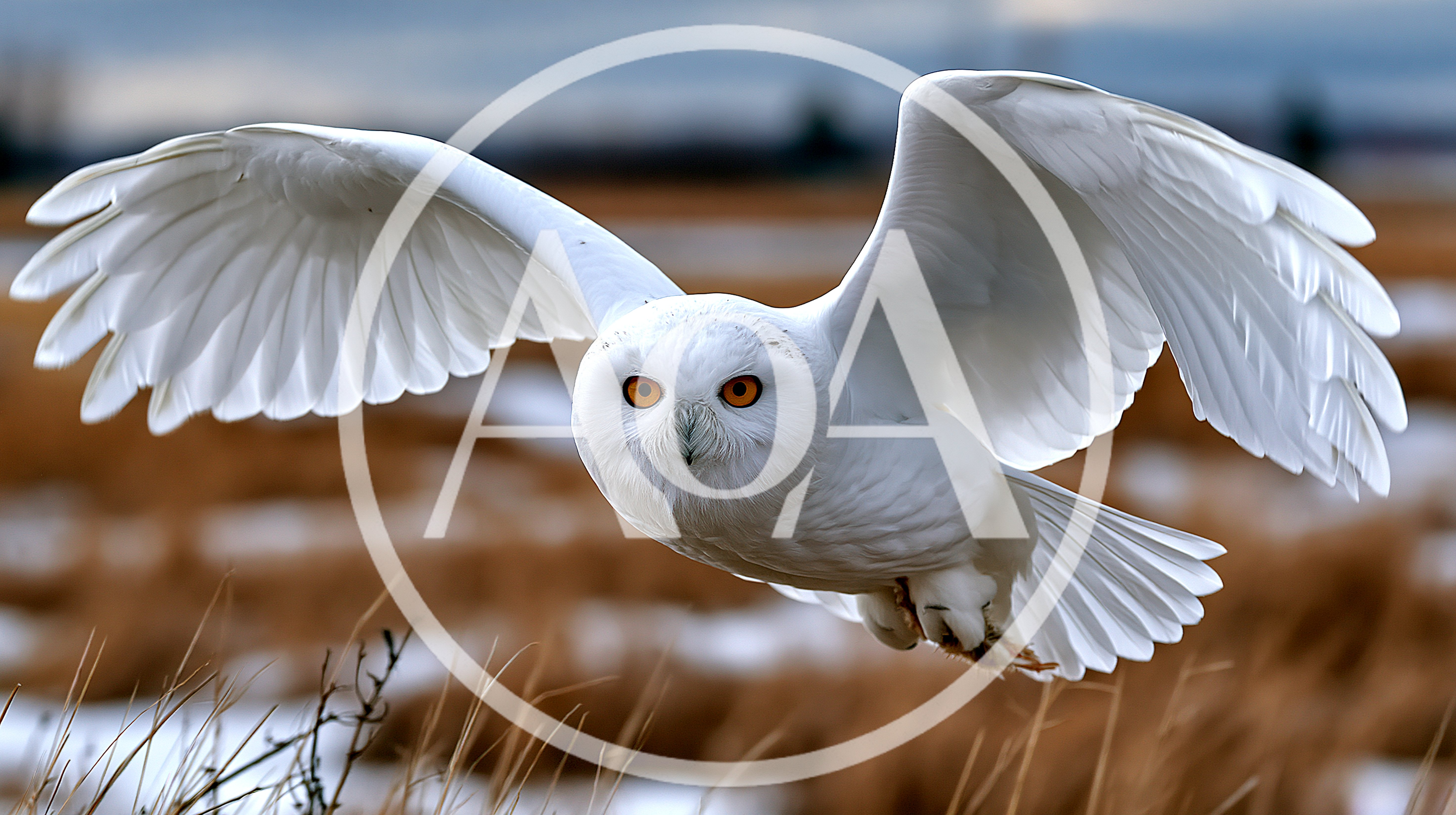 Snowy Owl Flying Over A Frozen Field