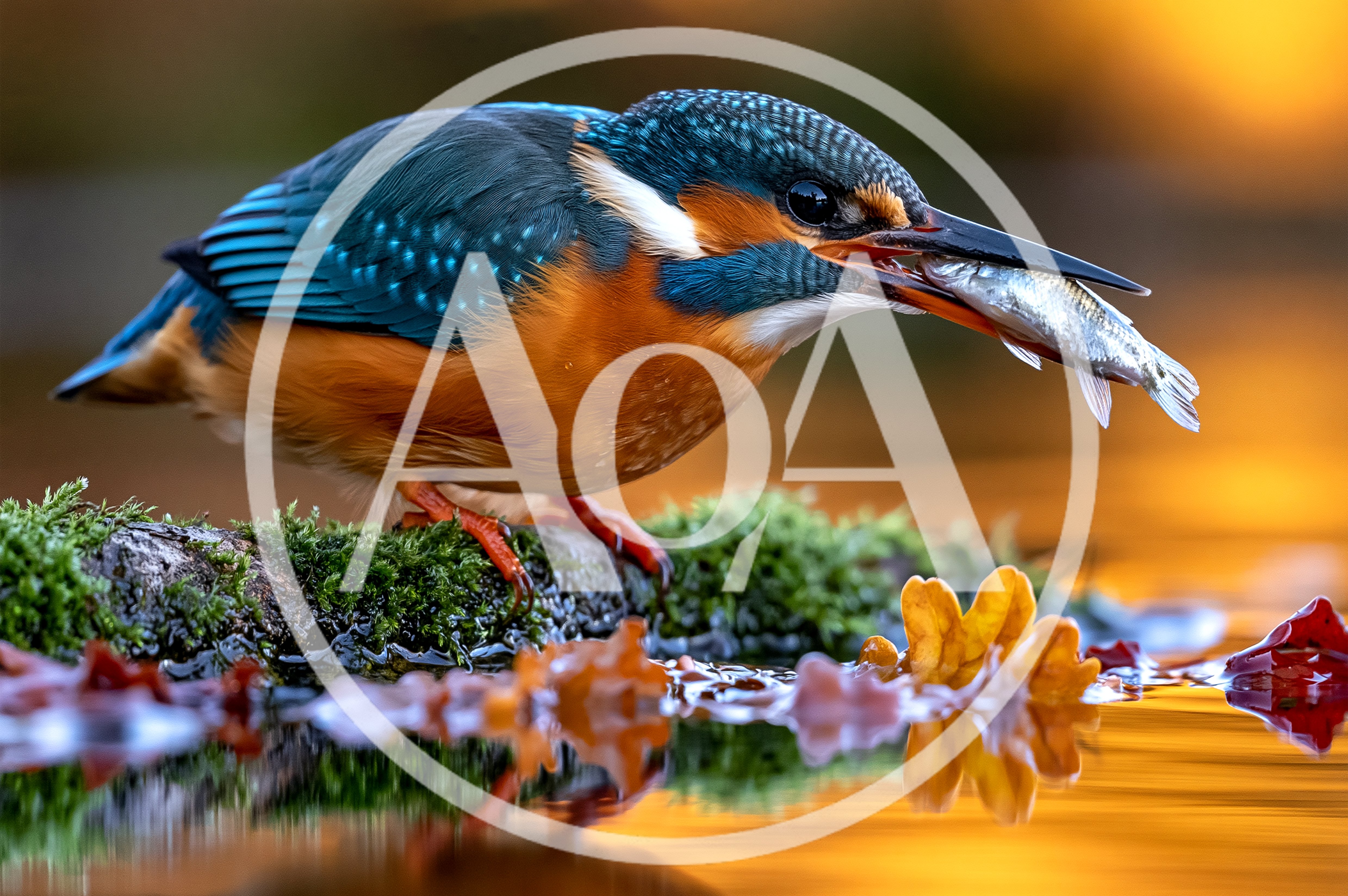 Common Kingfisher Perched With Caught Fish