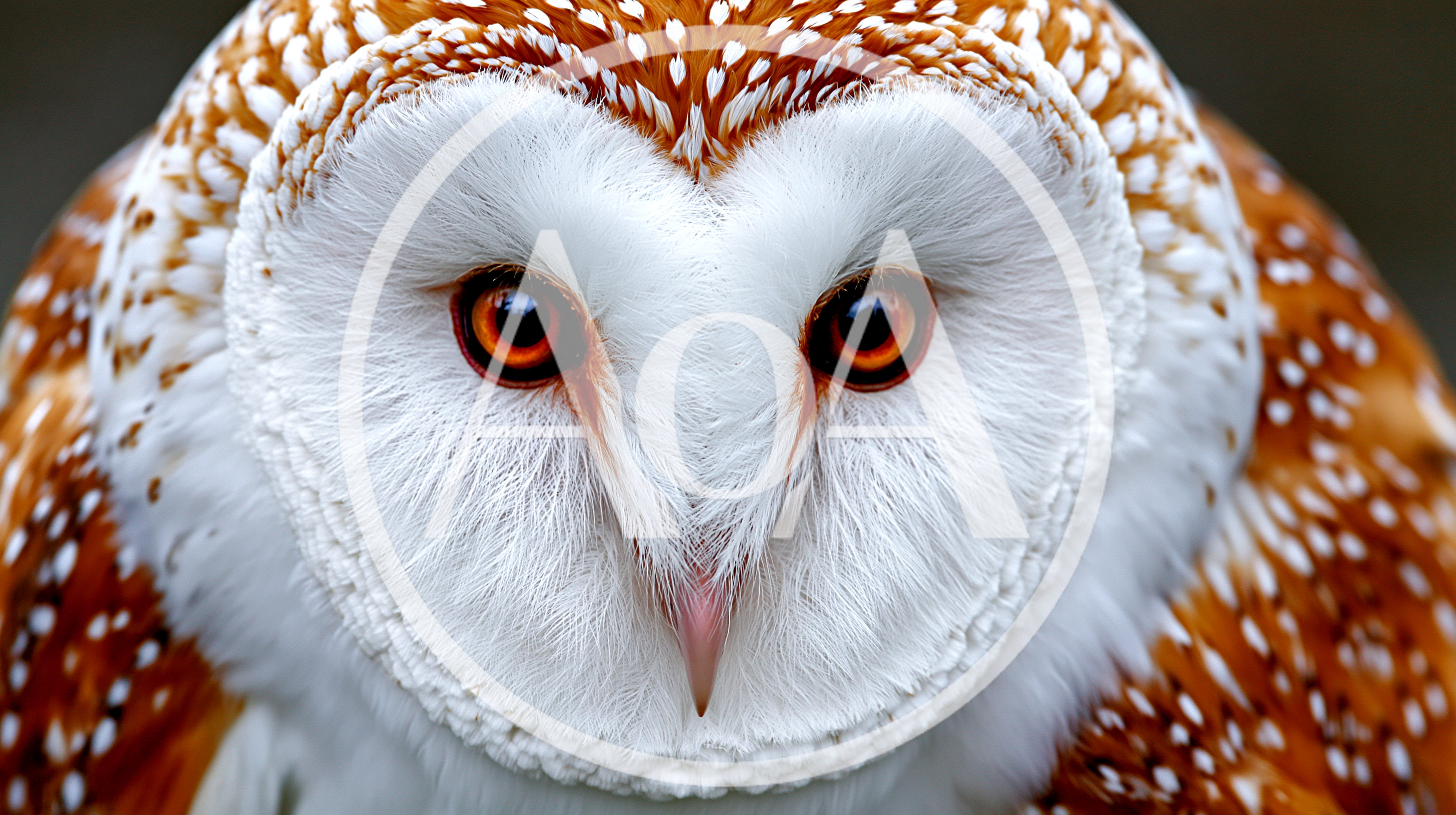 Close Up Portrait Of A Barn Owl
