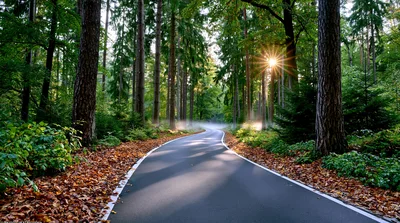 Asphalt Road Winding Through A Sunlit Autumn Forest