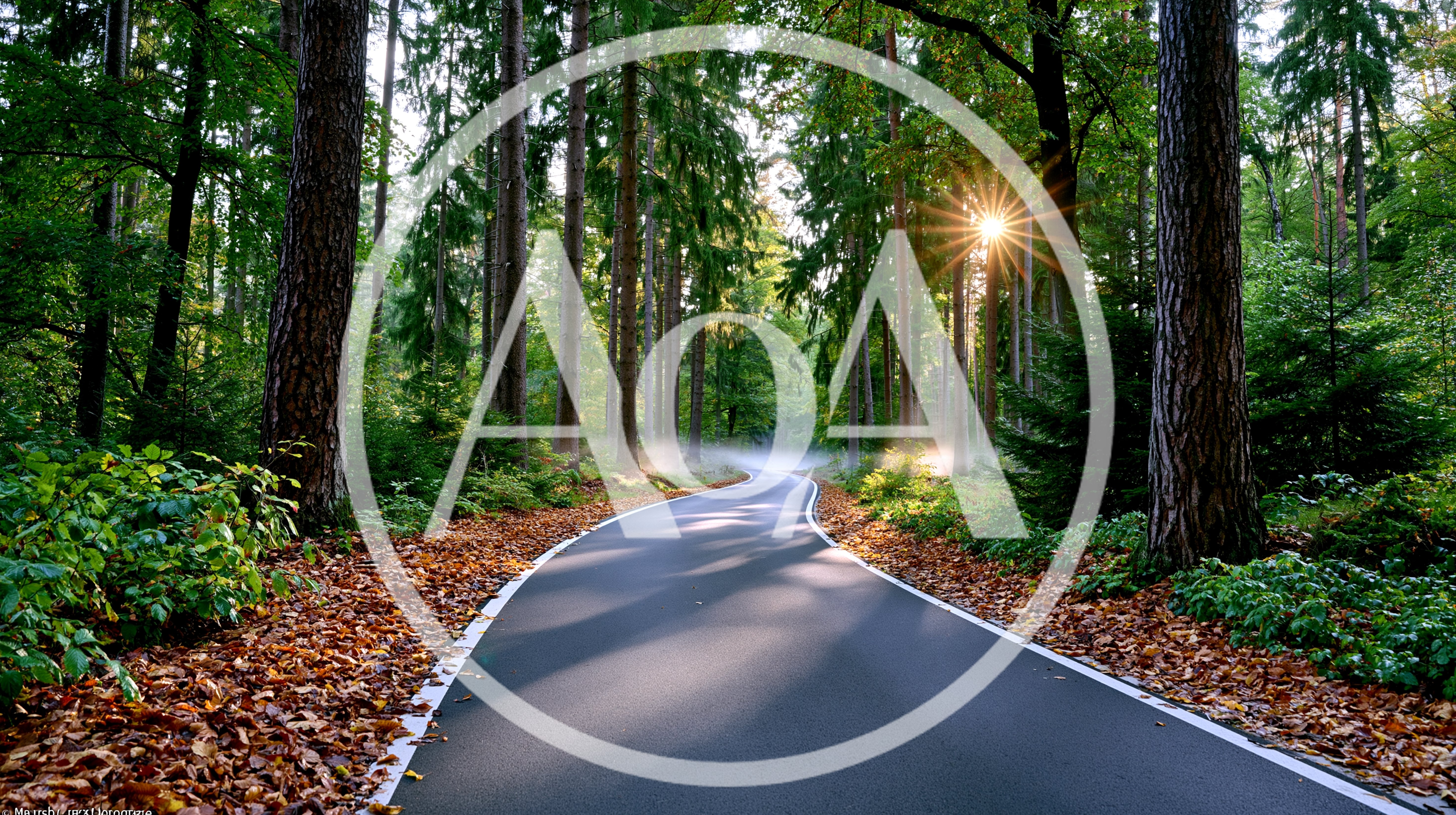 Asphalt Road Winding Through A Sunlit Autumn Forest
