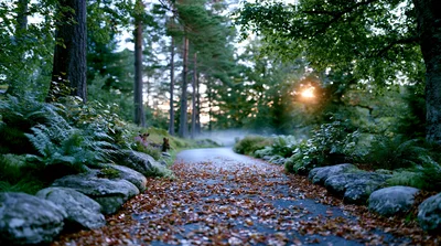 Foggy Forest Path Covered In Autumn Leaves