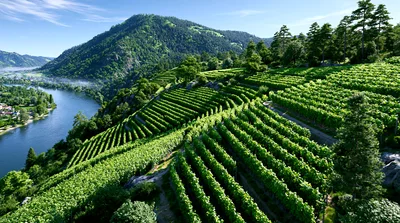 Terraced Vineyards Overlooking The Moselle River Valley