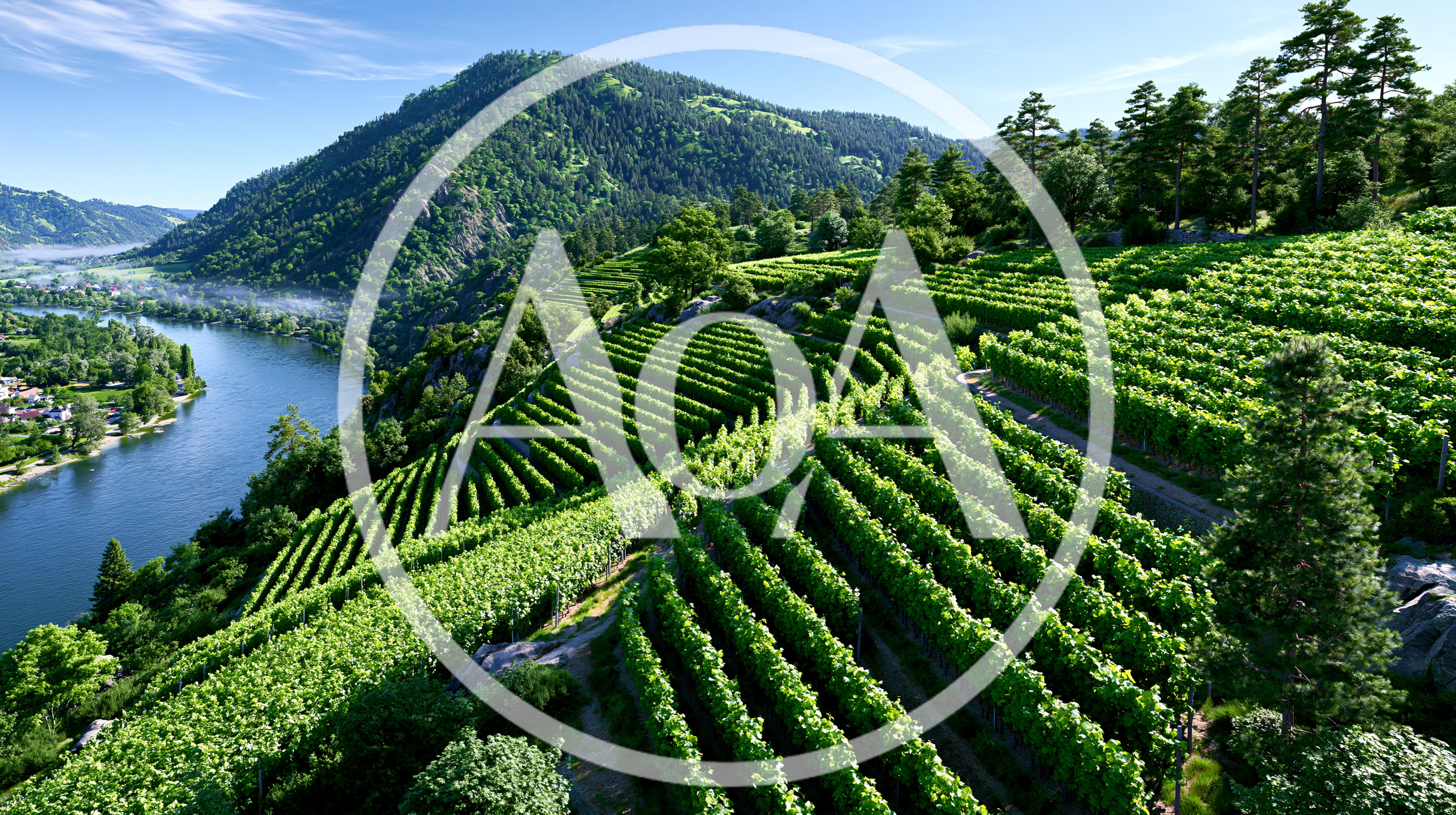 Terraced Vineyards Overlooking The Moselle River Valley