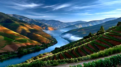 Terraced Vineyards Along The Douro River Valley Portugal