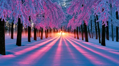 Sunlight Streaming Through Snowy Forest Trees