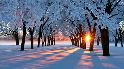 Winter Sunrise Through Snow Covered Trees