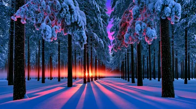 Winter Forest Landscape With Glowing Sunset Light