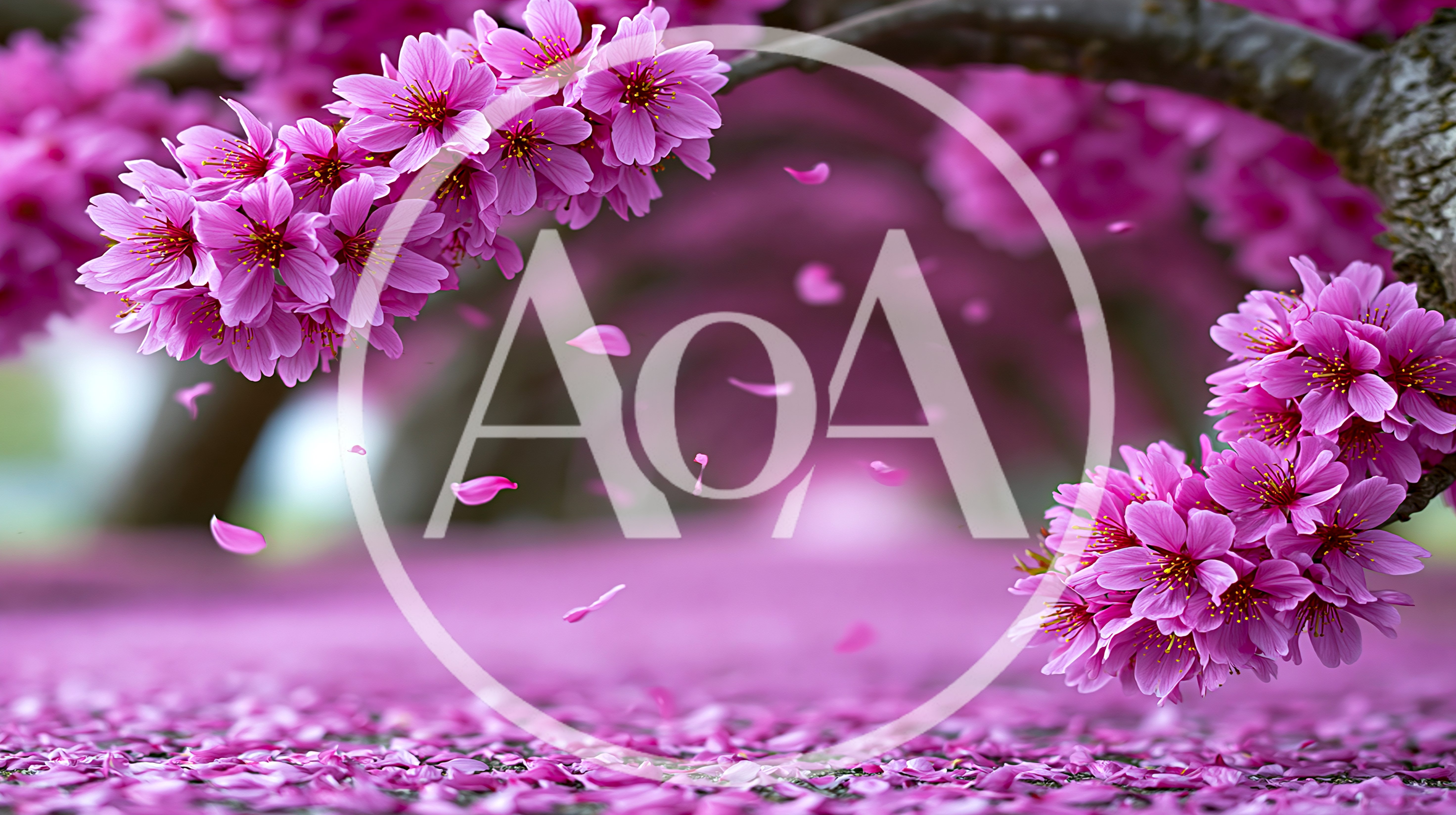 Pink Cherry Blossom Tunnel With Falling Petals