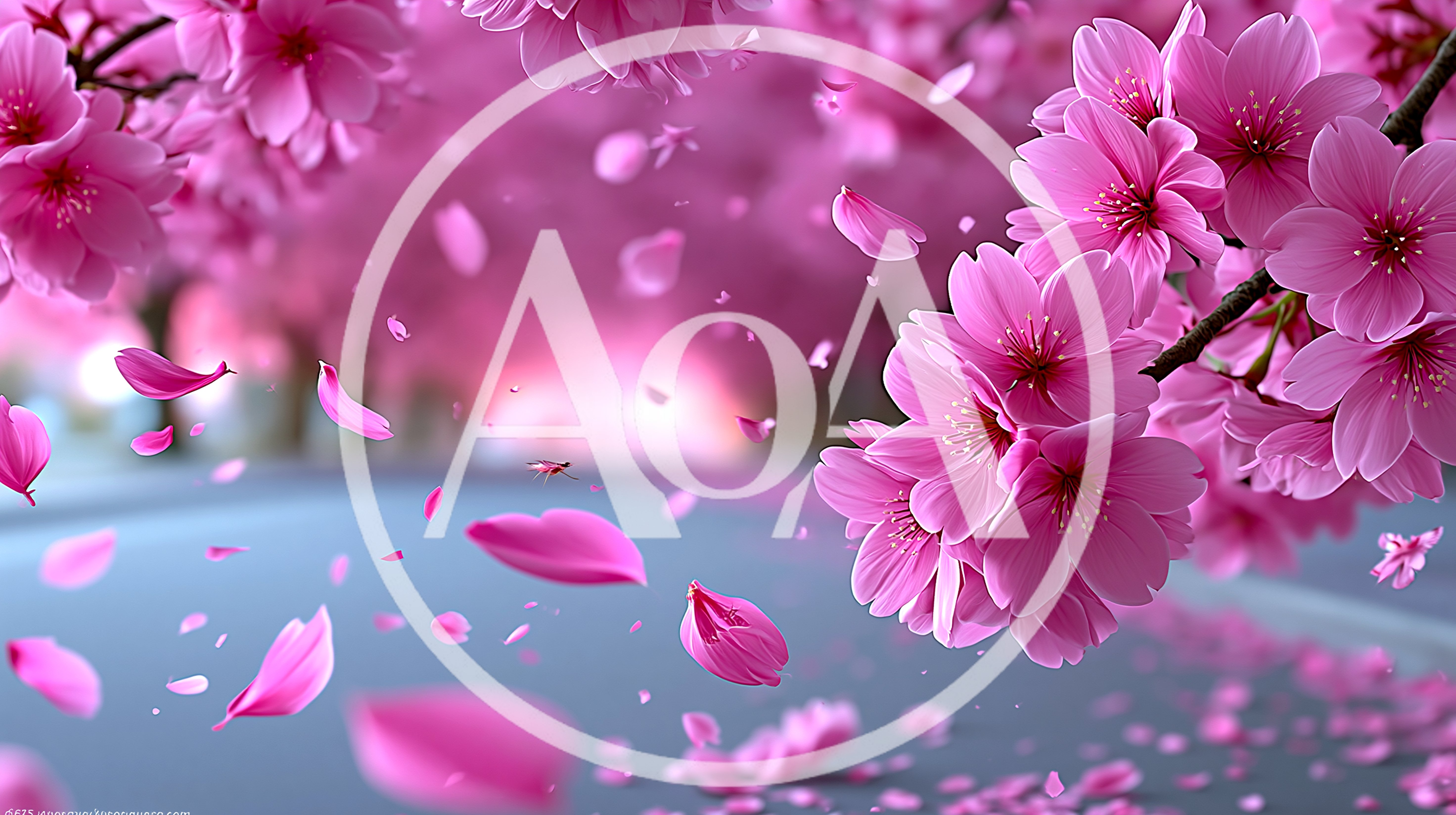 Pink Cherry Blossom Petals Falling In Spring