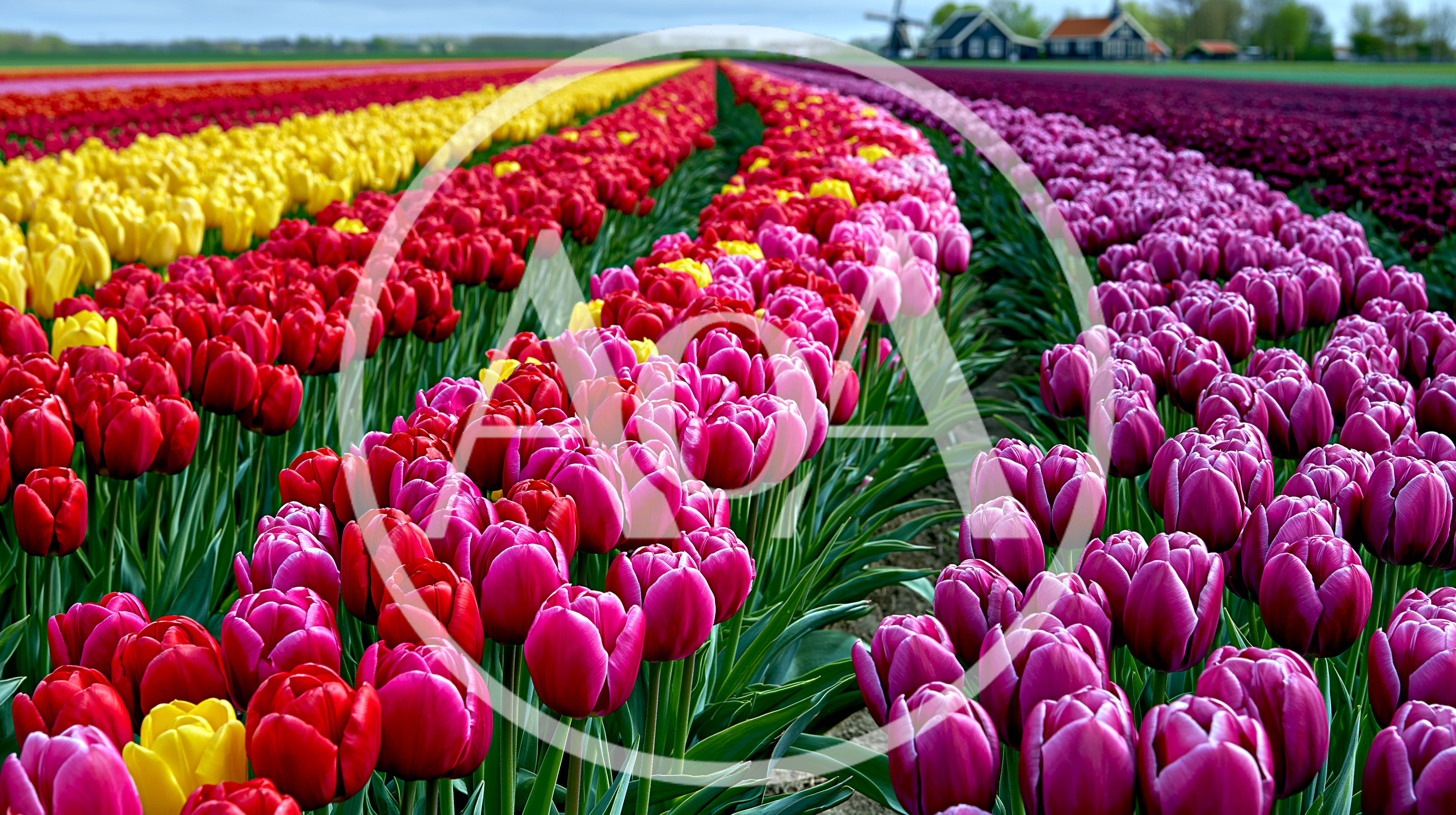 Vibrant Rows Of Colorful Tulips In Dutch Field