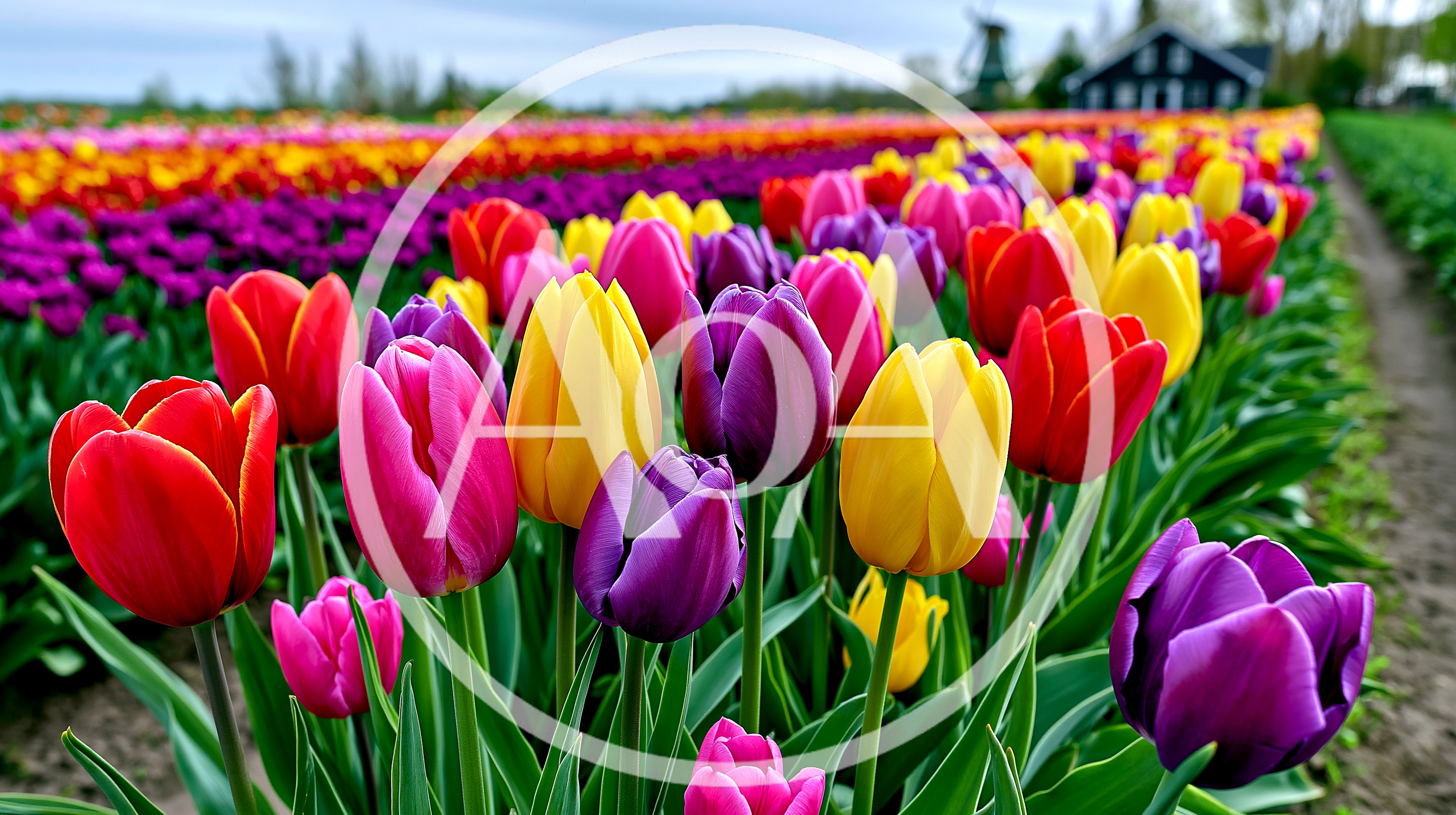 Vibrant Multicolored Tulip Field In Full Bloom