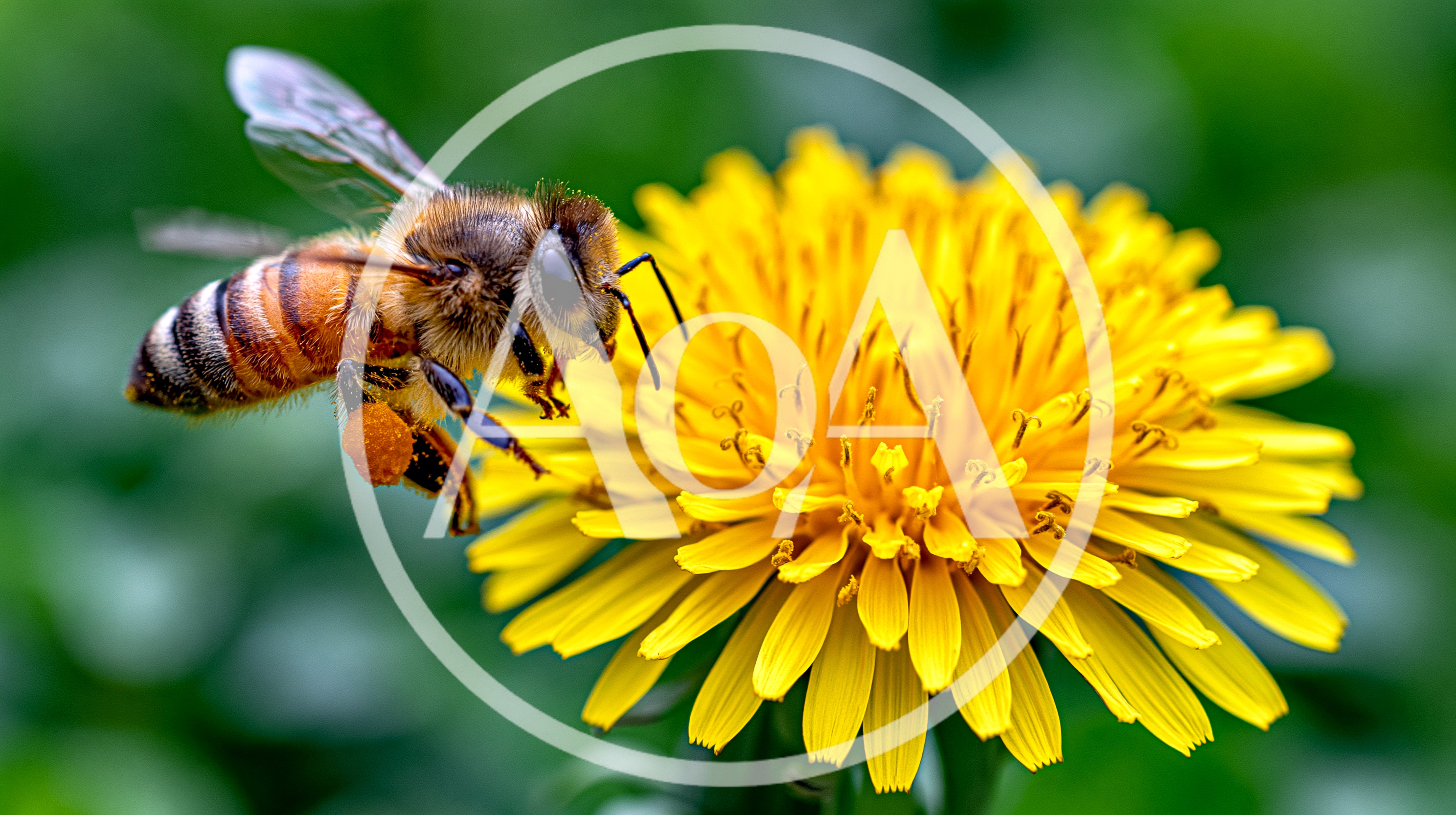 Honey Bee Hovering Near A Vibrant Yellow Dandelion