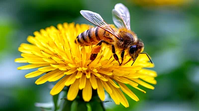 Honey Bee Pollinating A Vibrant Yellow Dandelion Flower
