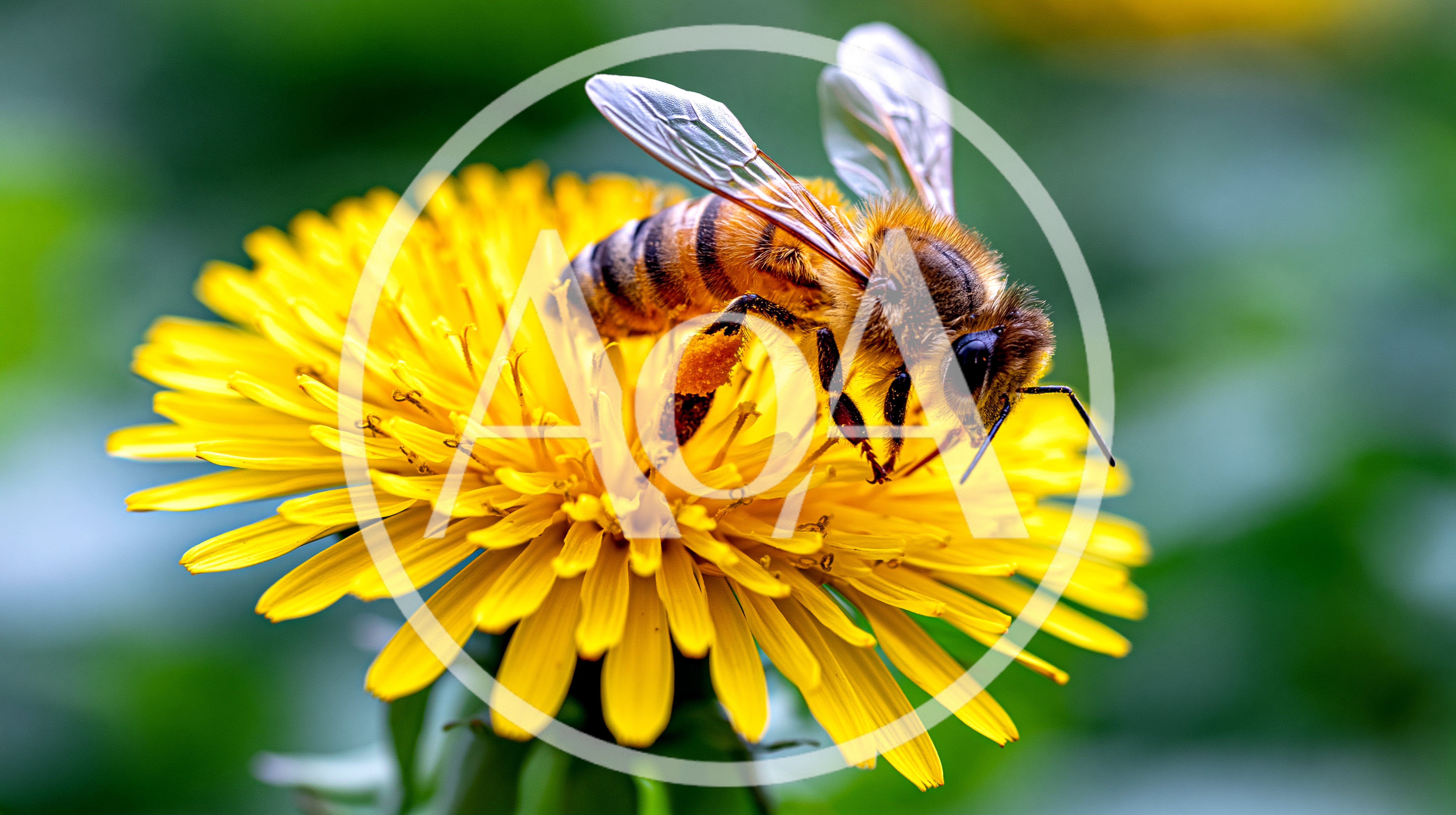 Honey Bee Pollinating A Vibrant Yellow Dandelion Flower