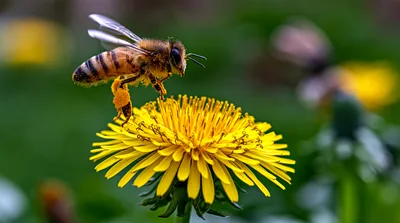 Honey Bee Collecting Pollen From A Yellow Dandelion