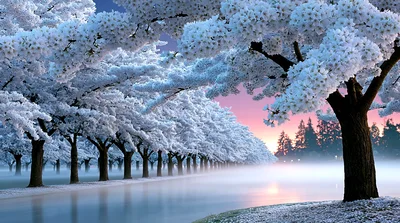 Cherry Blossom Trees Lining A Misty River At Sunset